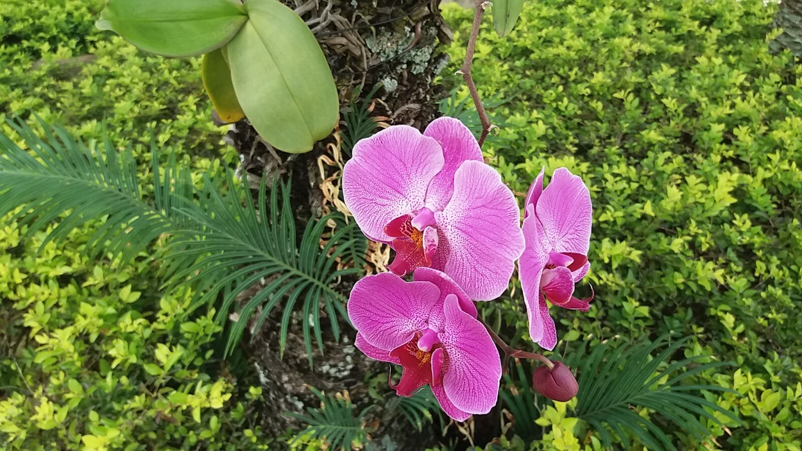 Samsung Galaxy J5(2016) sample photo. Plant, nature, flower photography