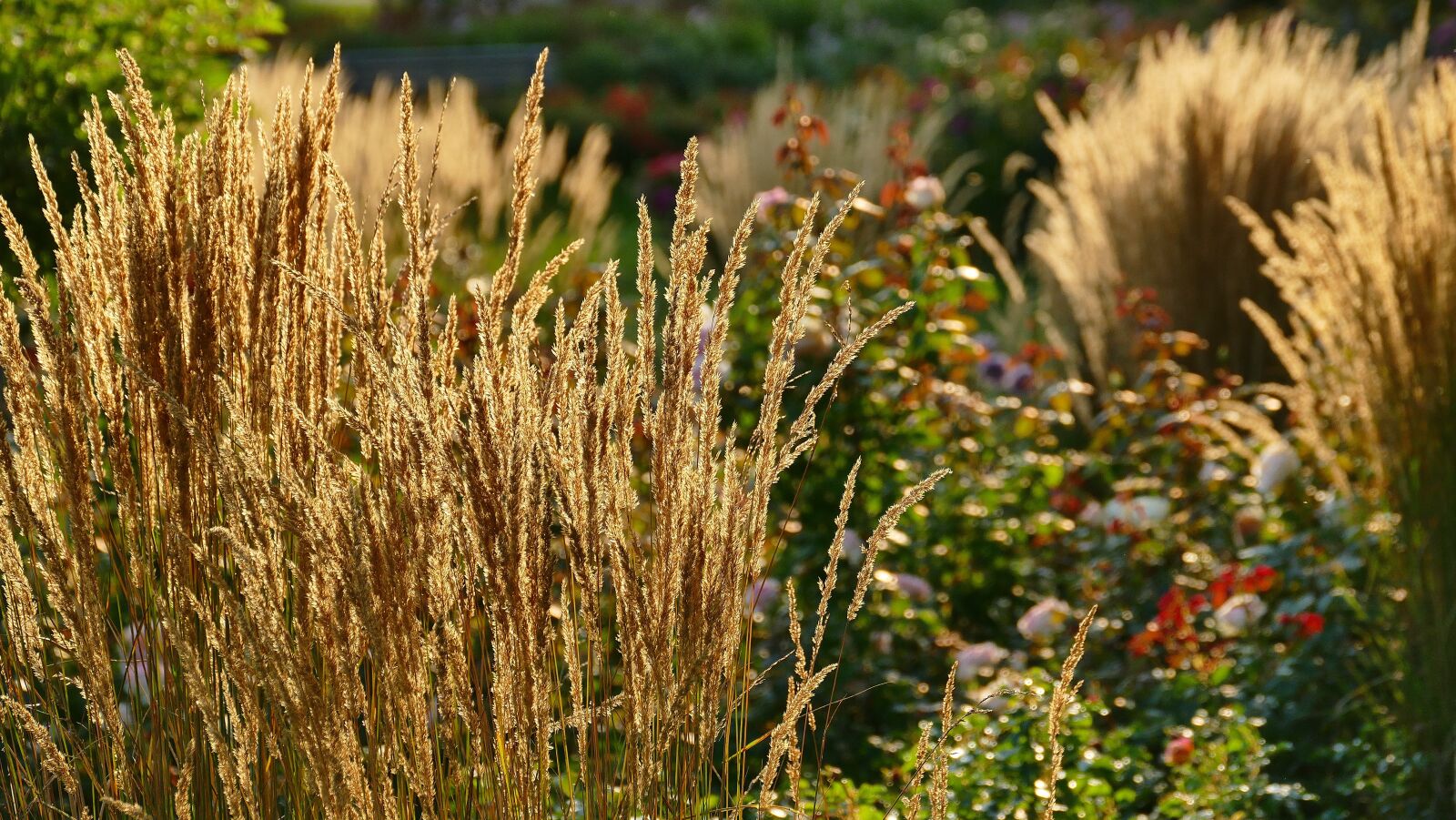 Panasonic Lumix DMC-FZ1000 sample photo. Grass, summer, sunset photography