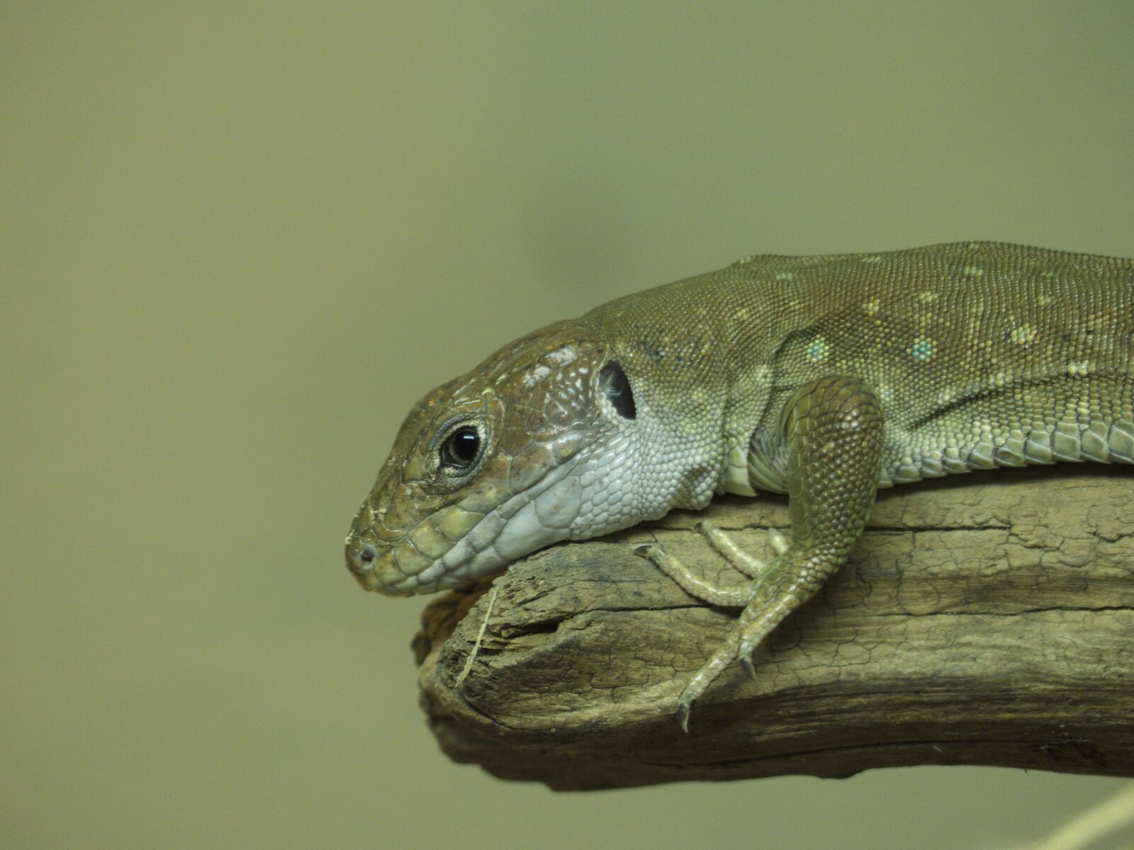 Panasonic Lumix DMC-FZ200 sample photo. Lizard, reptile, zoo photography