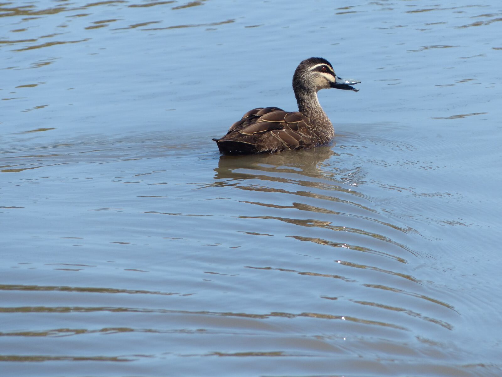 Panasonic Lumix DMC-FZ200 sample photo. Duck, birds, wildlife photography