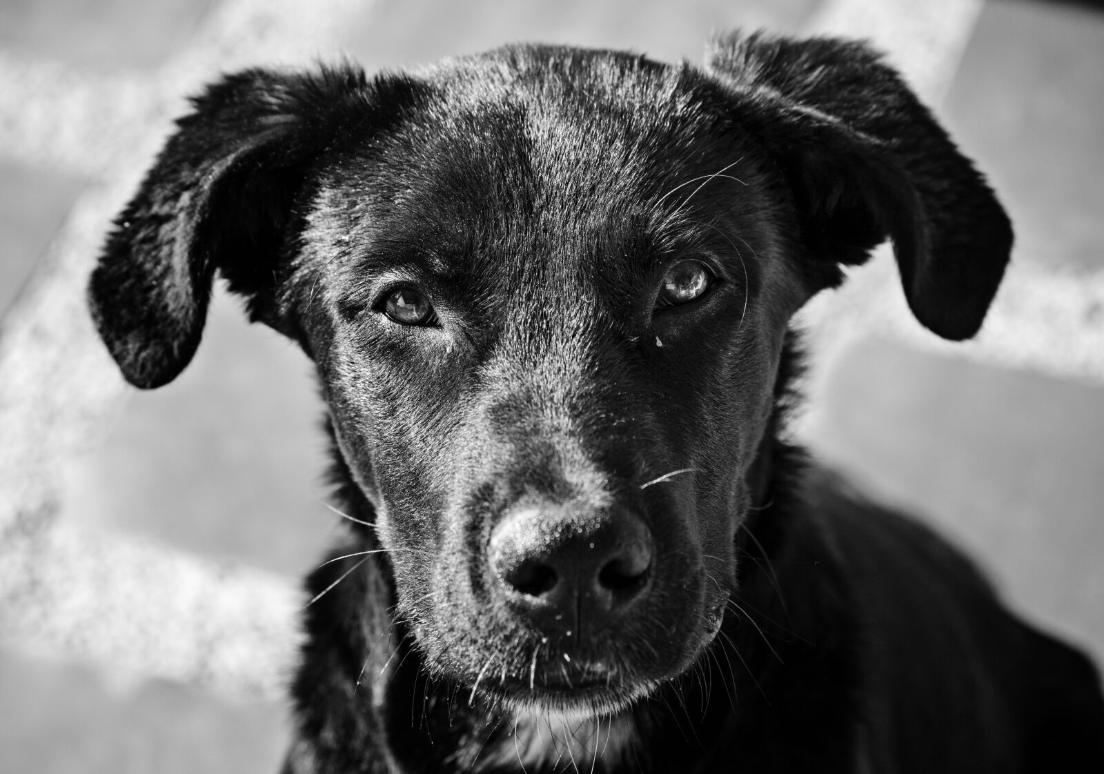 Canon EOS 600D (Rebel EOS T3i / EOS Kiss X5) sample photo. Dog, look, pet photography