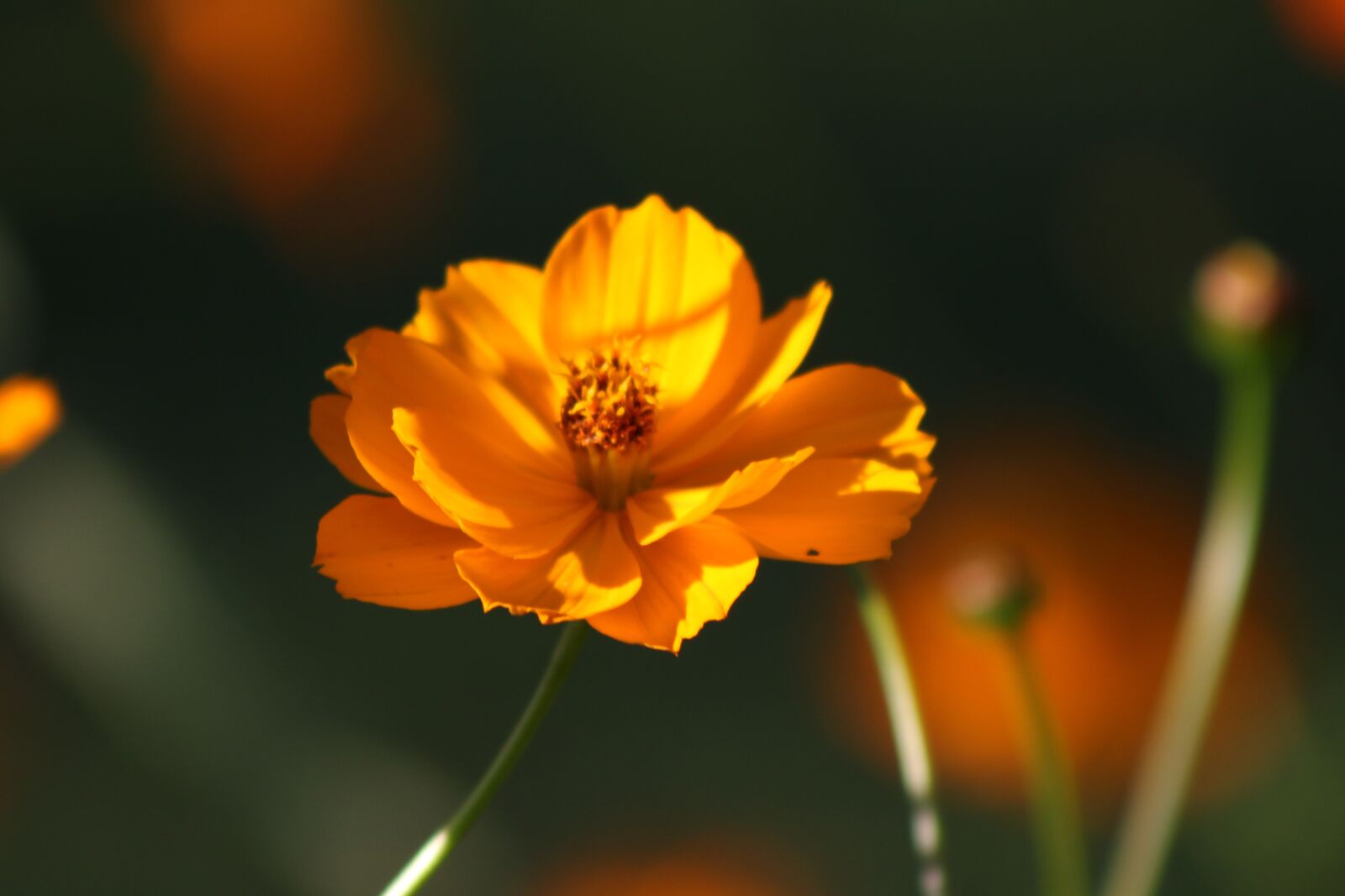 Canon EOS 7D Mark II sample photo. Flower, orange, nature photography