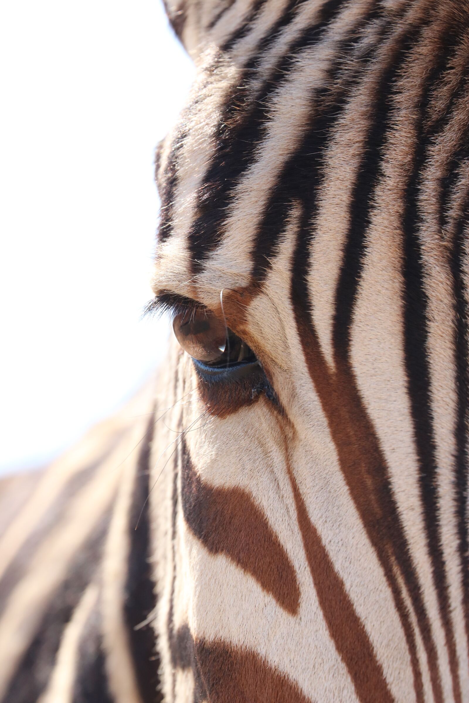 Canon EF 70-300mm F4-5.6L IS USM sample photo. Hartmann's, mountain zebras, zebra photography