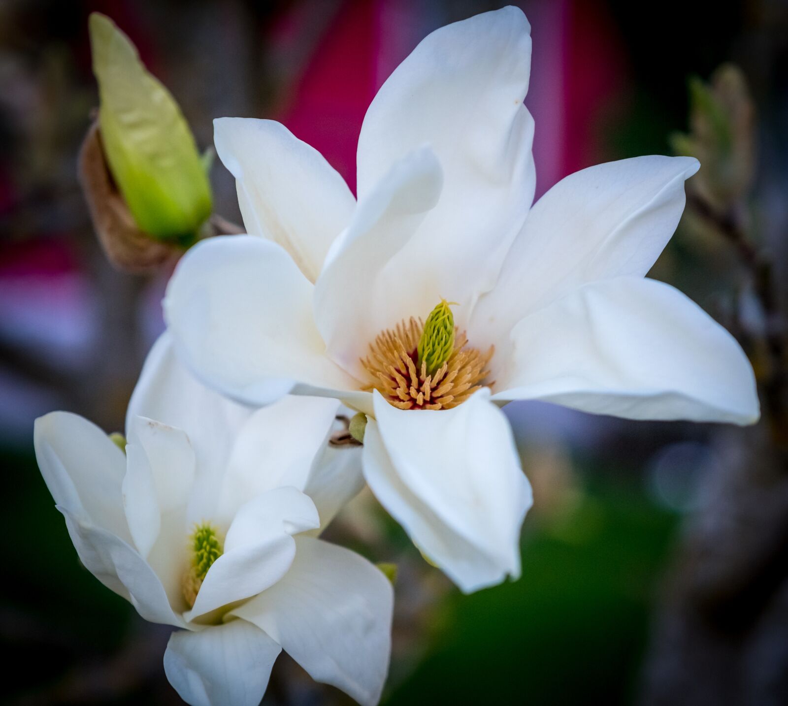 Fujifilm XF 16-55mm F2.8 R LM WR sample photo. Flower, magnolia, garden photography