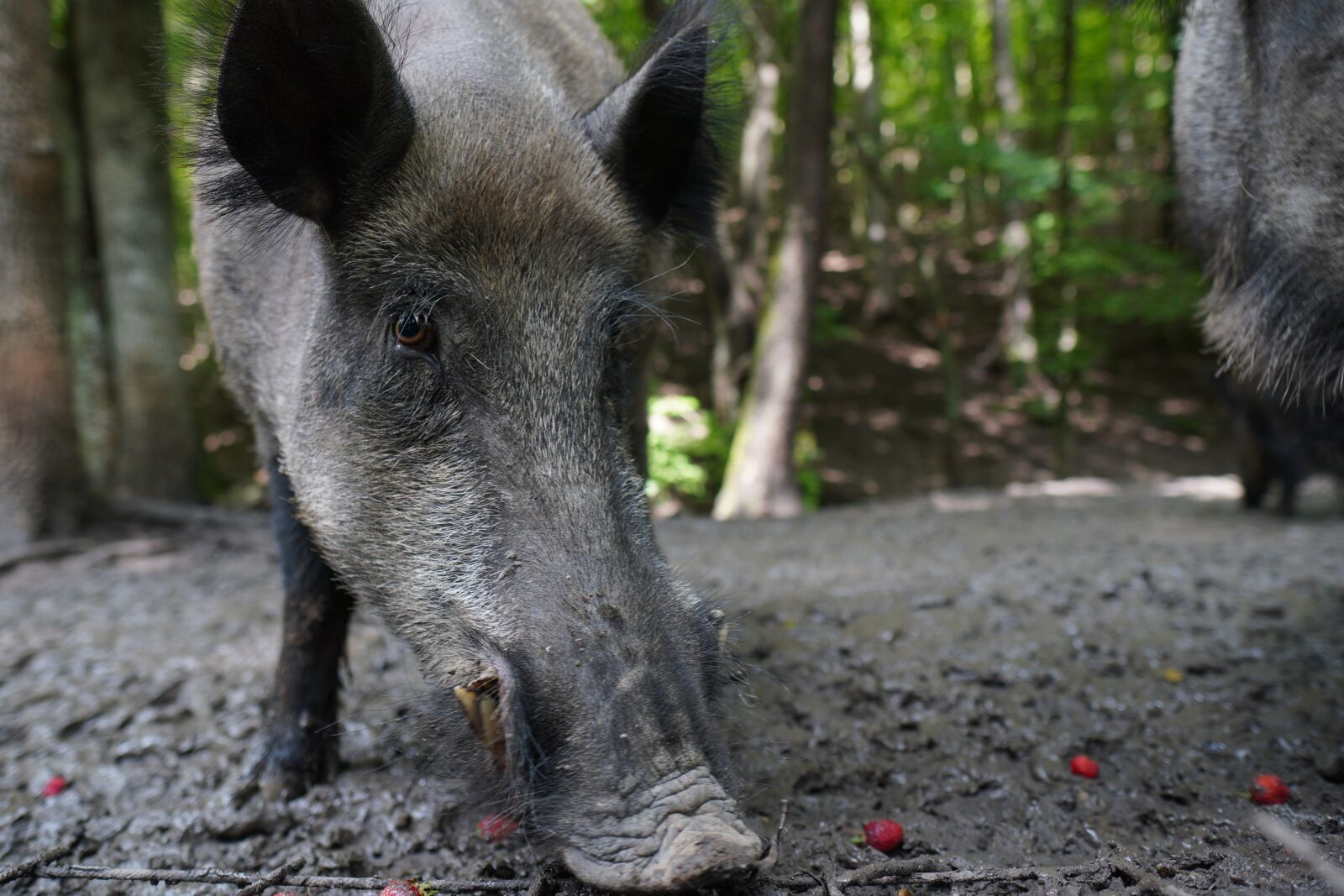 Sony a6400 sample photo. Wild boar, nature, pig photography