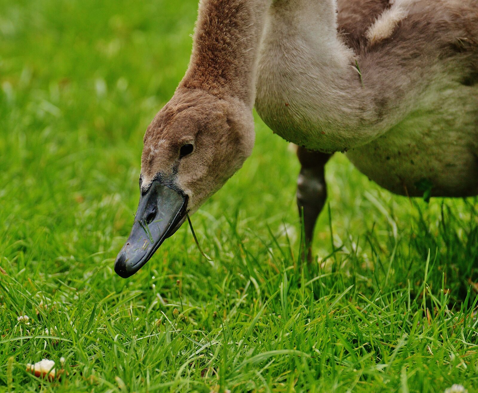 Nikon D3200 sample photo. Swan, young animal, bird photography