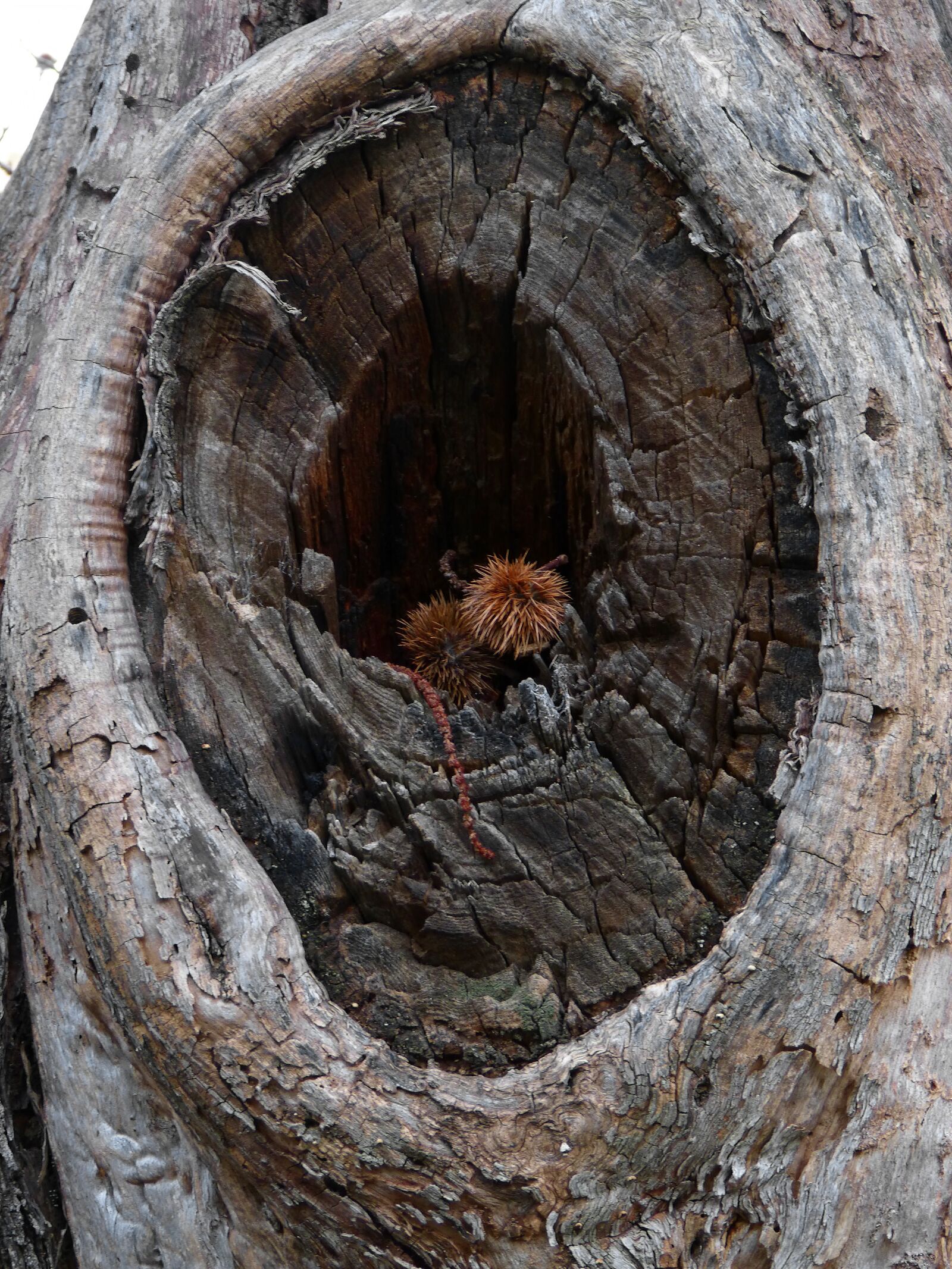Panasonic DMC-FZ62 sample photo. Tree, wood, eye photography