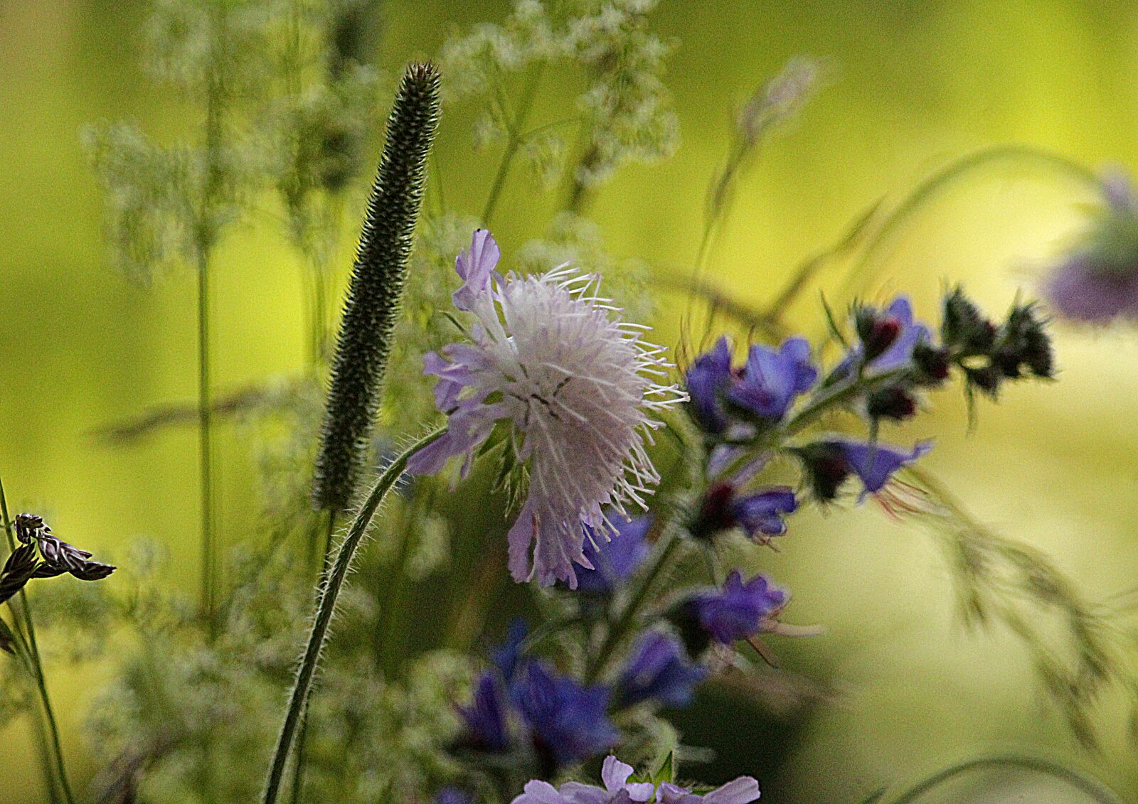 Canon EOS 1200D (EOS Rebel T5 / EOS Kiss X70 / EOS Hi) sample photo. Flower, herbs, meadow photography