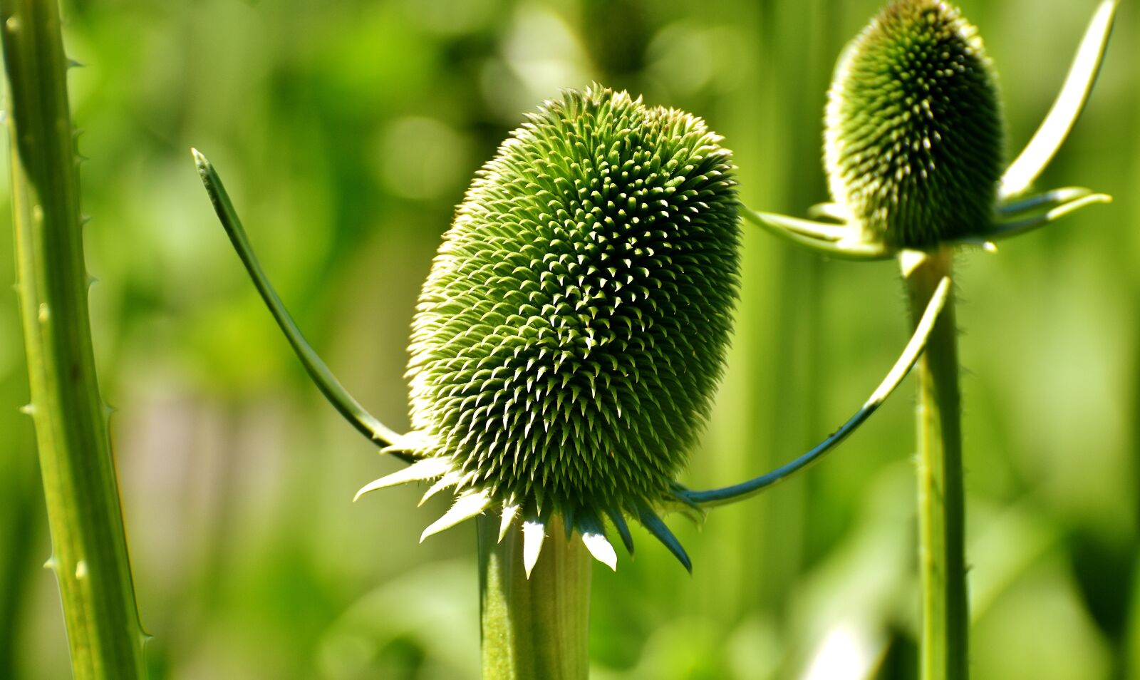 Nikon D7200 sample photo. Plant, green, nature photography