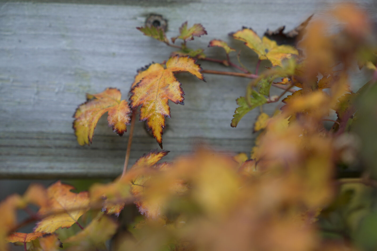 Sony FX30 sample photo. Autumn leaves photography