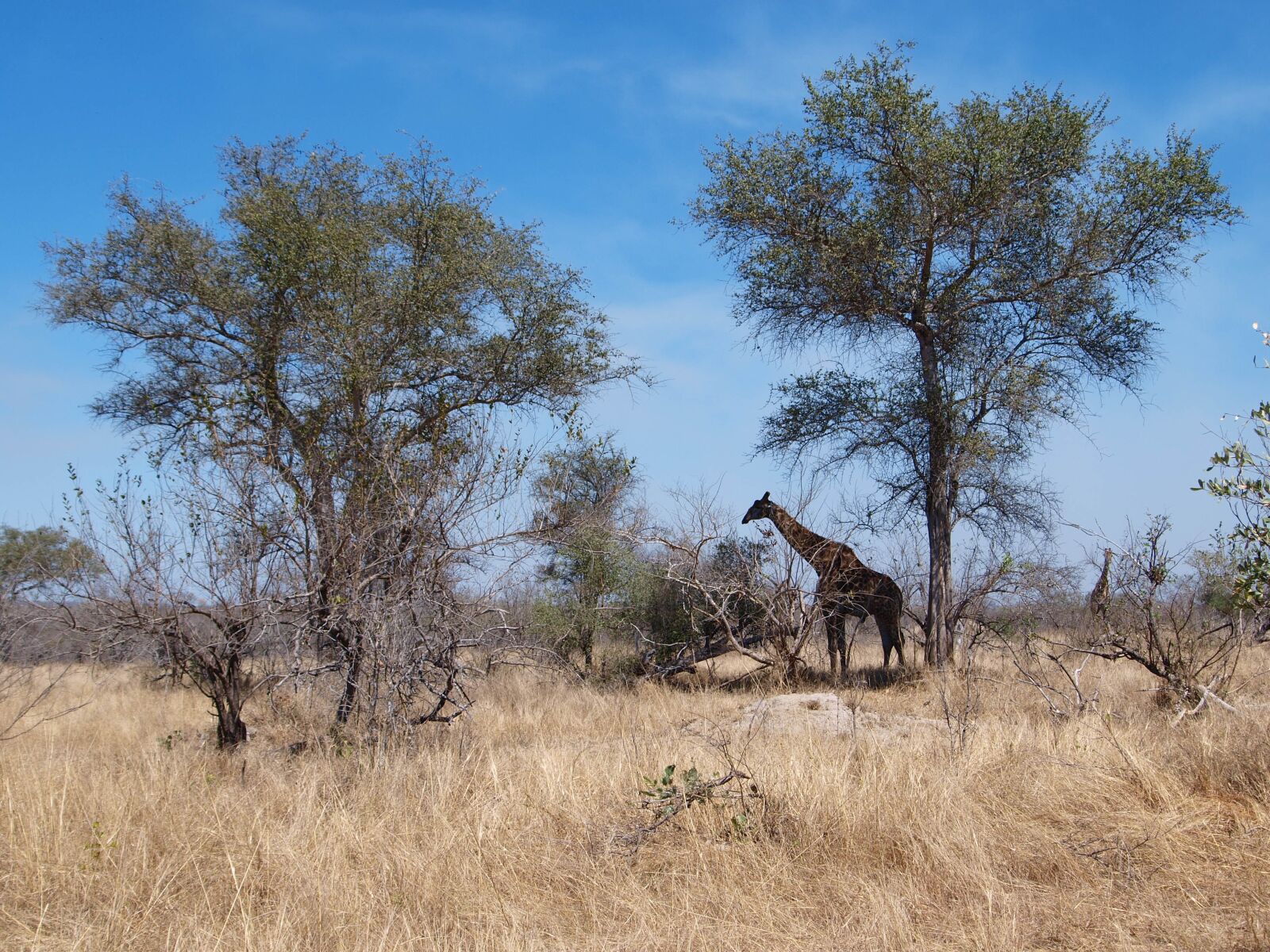 Olympus E-420 (EVOLT E-420) sample photo. Africa, south africa, tree photography