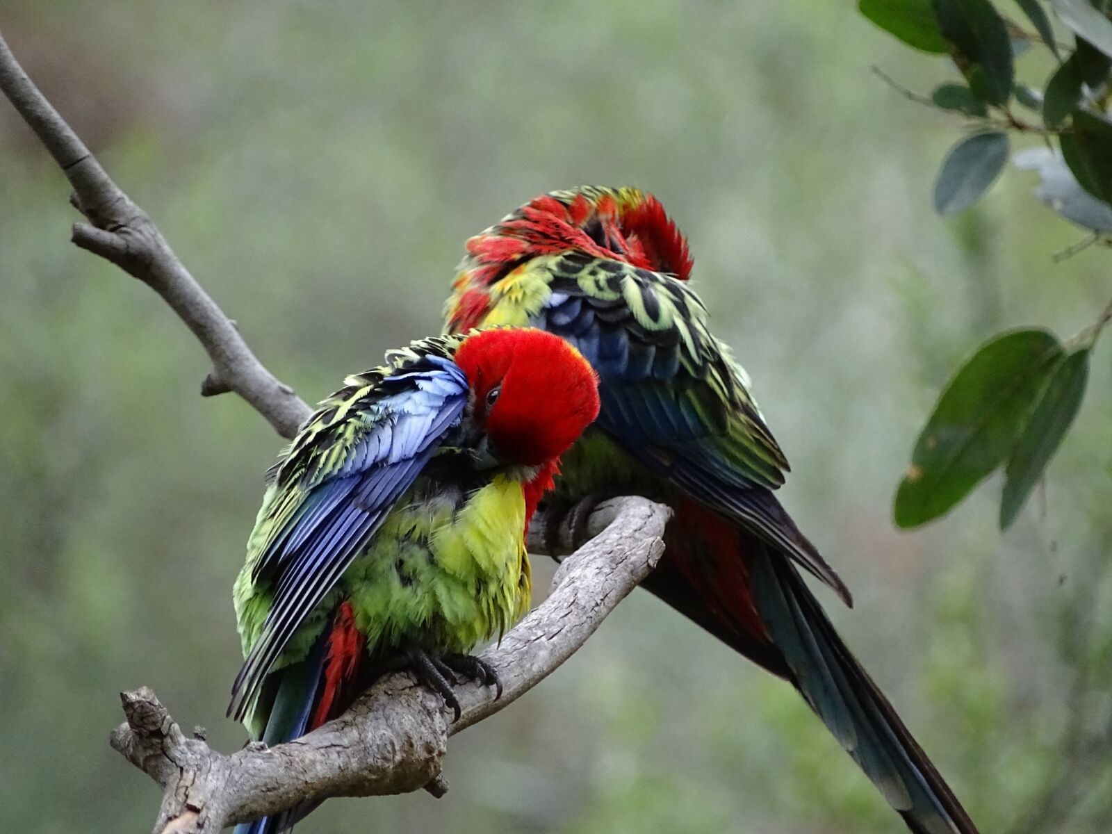 Sony Cyber-shot DSC-HX400V sample photo. South australia, birds, lorikeets photography