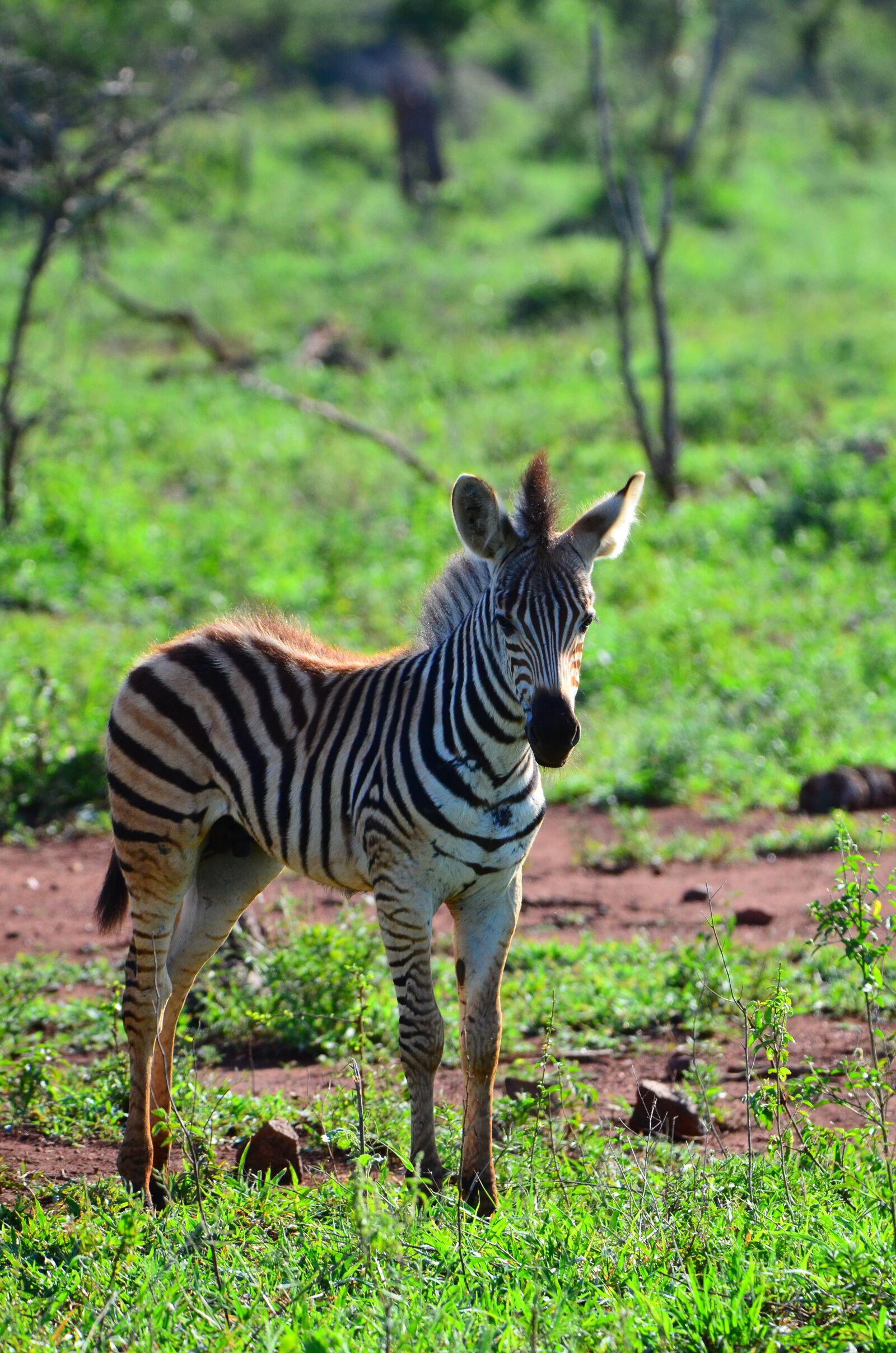 Nikon D7000 sample photo. Zebra, africa, animal photography