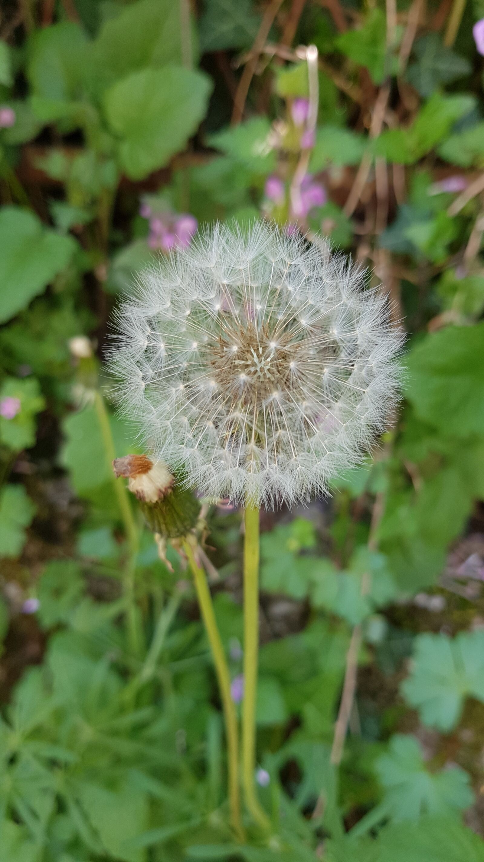 Samsung Galaxy Note Fan Edition sample photo. Dandelion, flower, nature photography