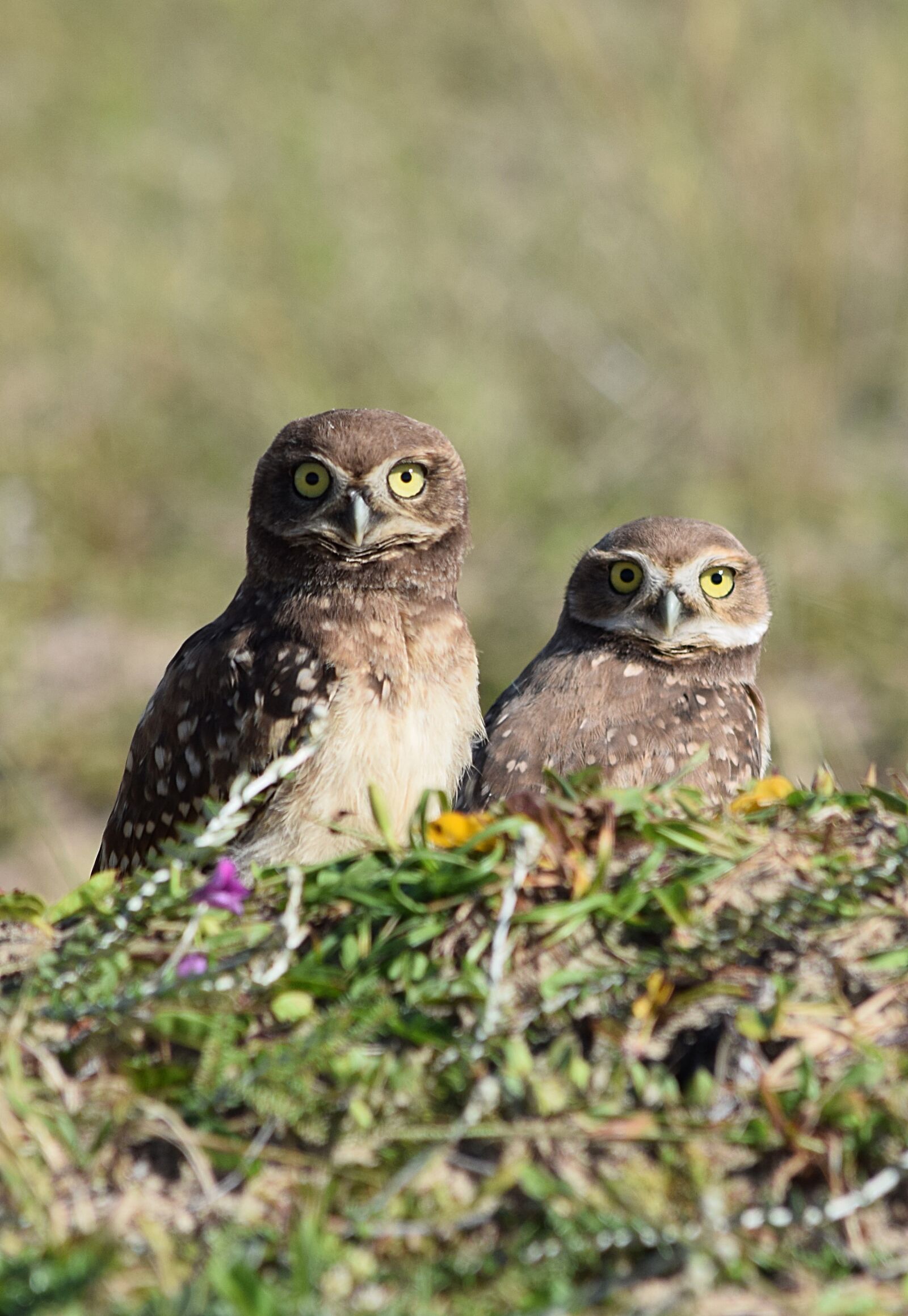 Nikon D5300 sample photo. Owls, birds, beach photography