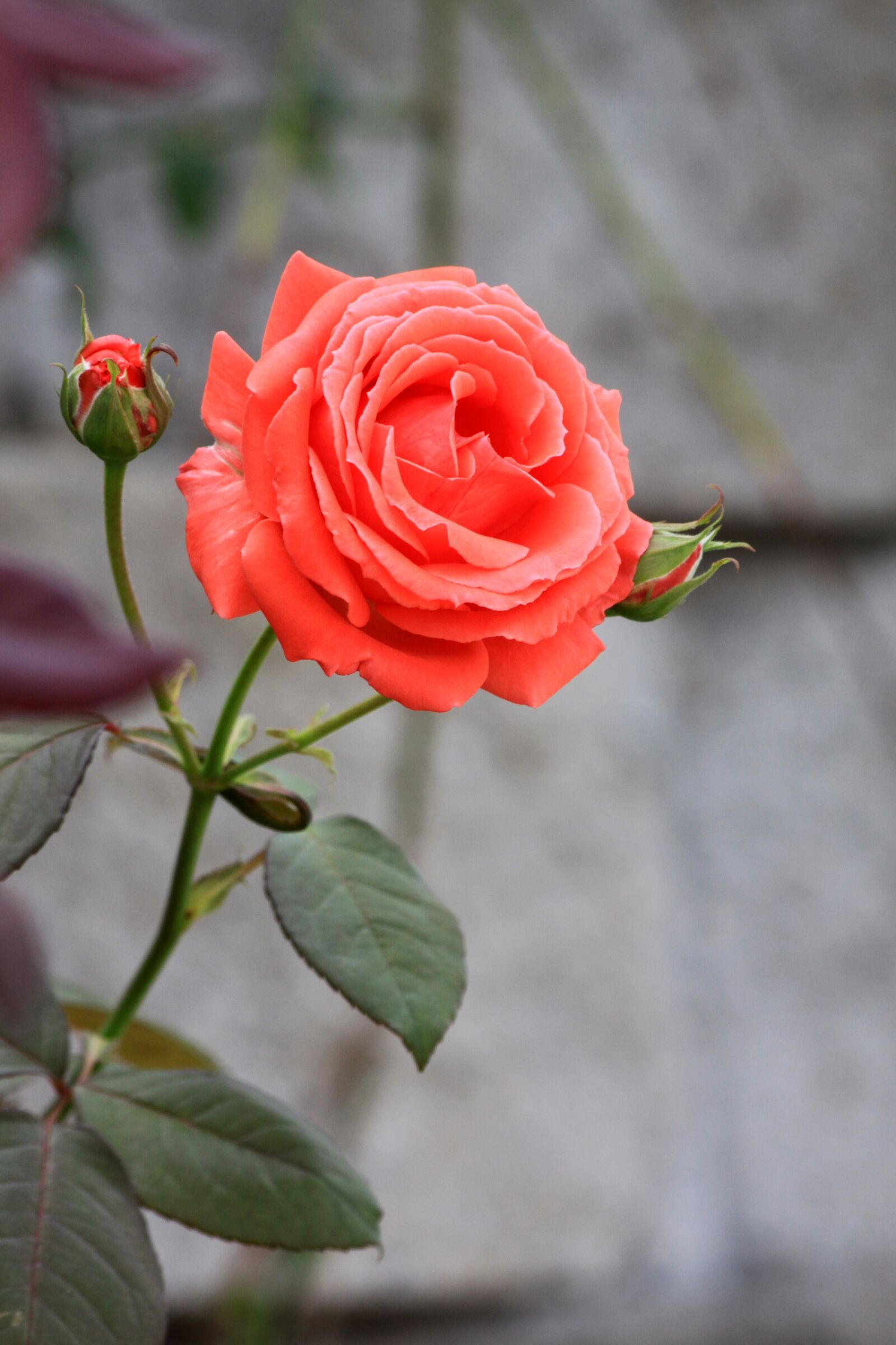 Canon EOS 50D sample photo. Rose, flowers, romance photography