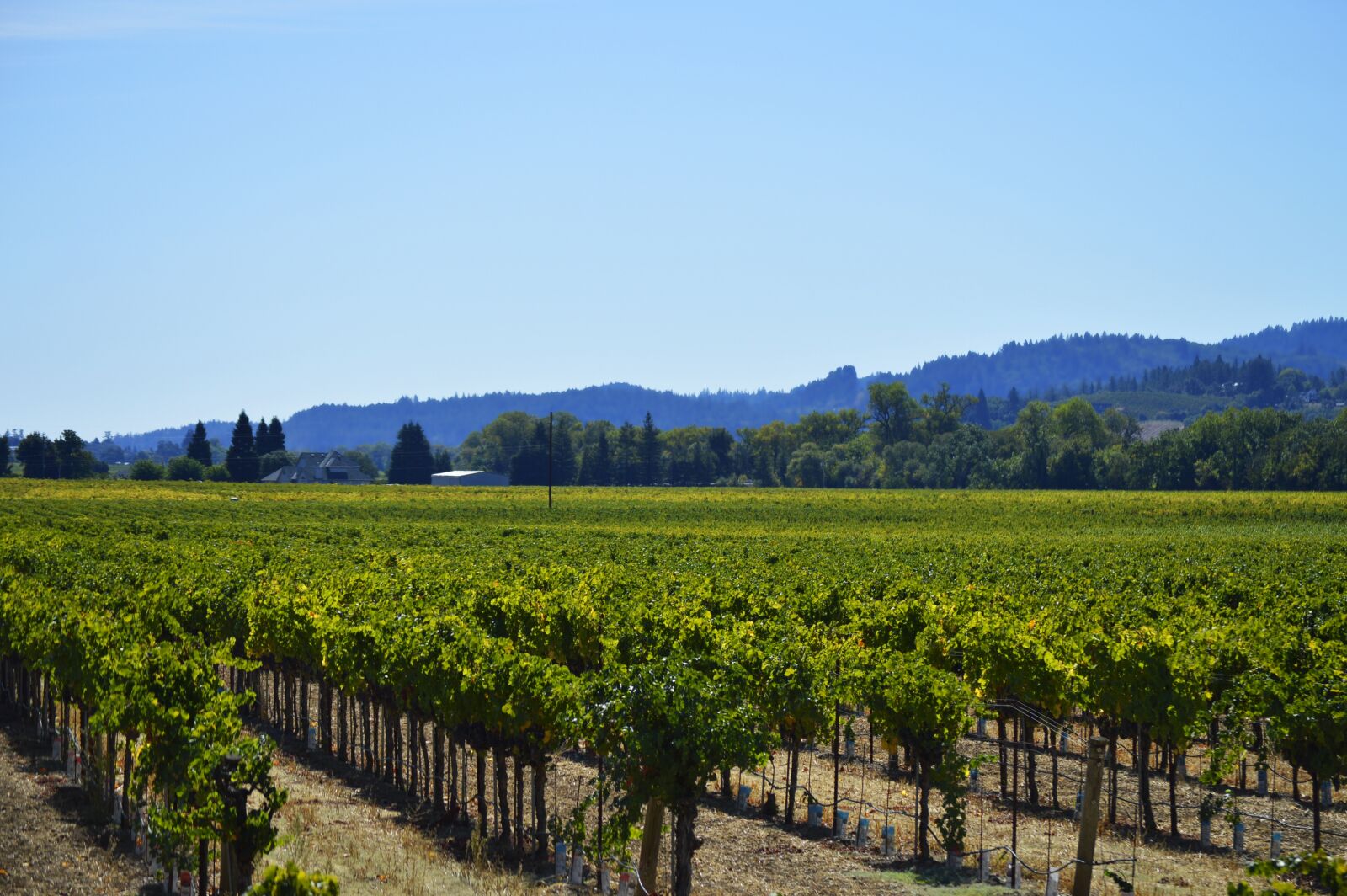 Nikon D3200 sample photo. Vines, vineyard, grapevine photography
