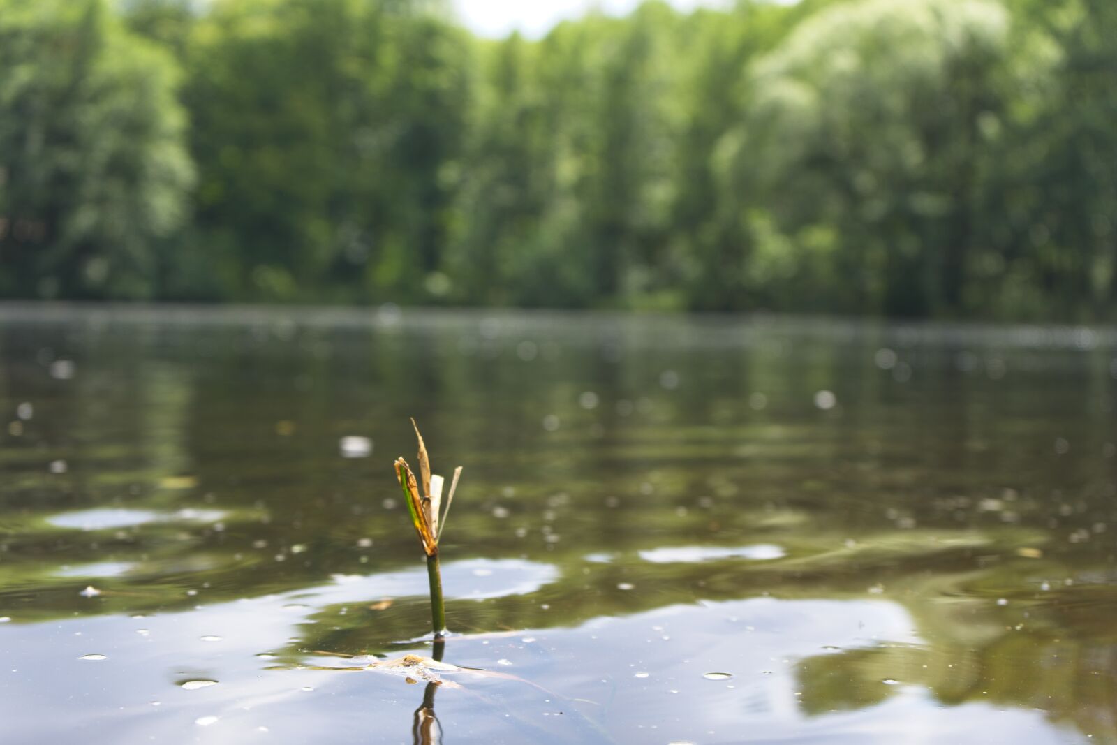 Sony FE 28-70mm F3.5-5.6 OSS sample photo. Lake, plant, water photography