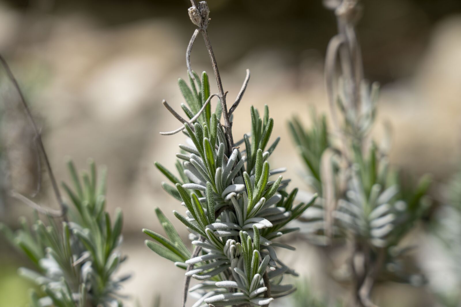 Sony FE 24-105mm F4 G OSS sample photo. Plant, nature, detail photography