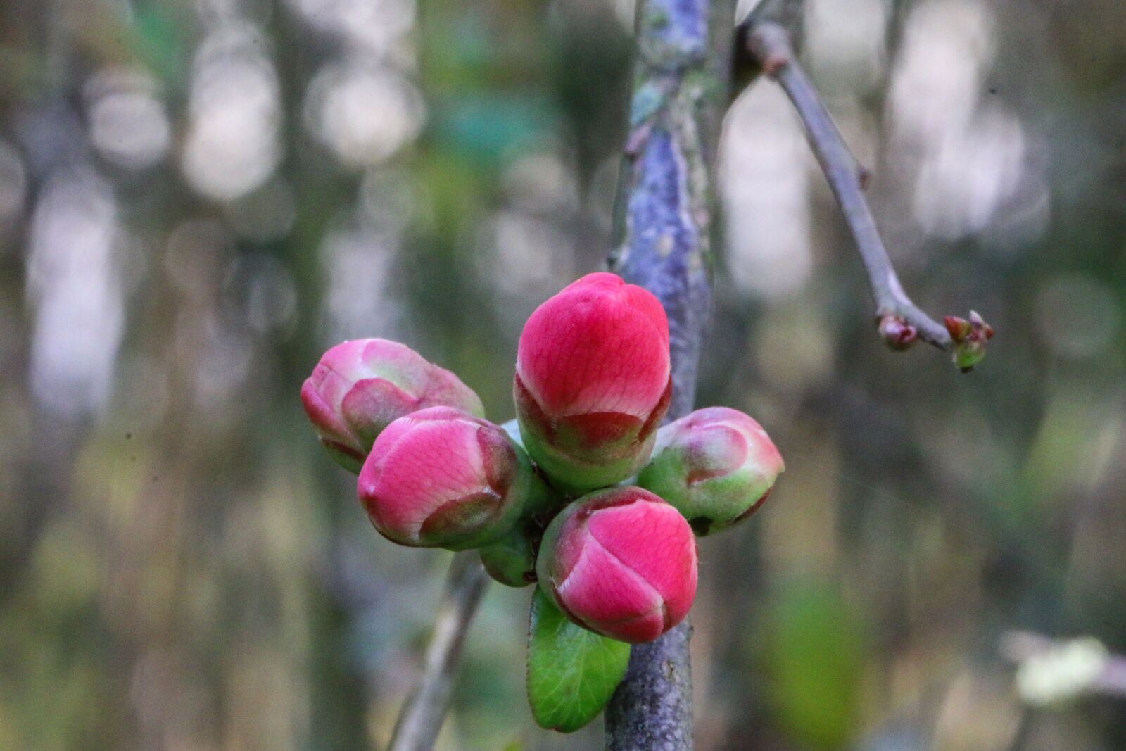 Canon EF 100mm F2.8L Macro IS USM sample photo. Cognacier of japan, shrub photography