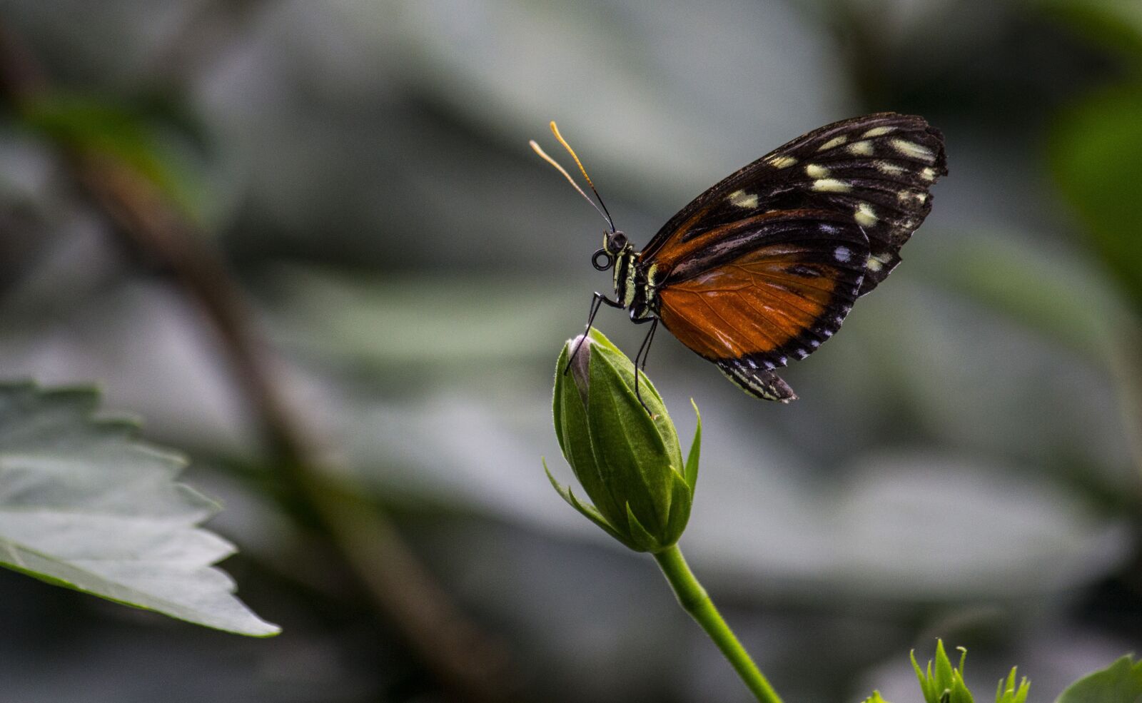 Canon EOS 700D (EOS Rebel T5i / EOS Kiss X7i) + Canon EF-S 55-250mm F4-5.6 IS sample photo. Insect, nature, butterfly photography