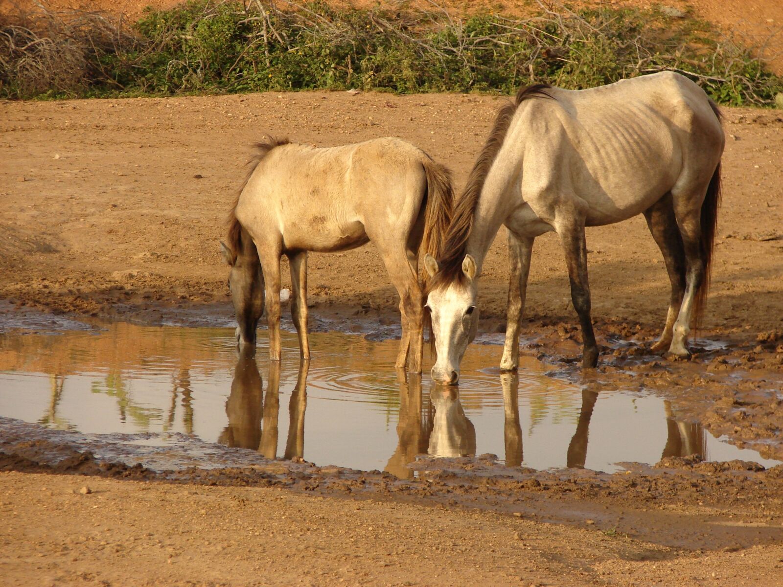 Sony DSC-H2 sample photo. Natural, horse, animals photography