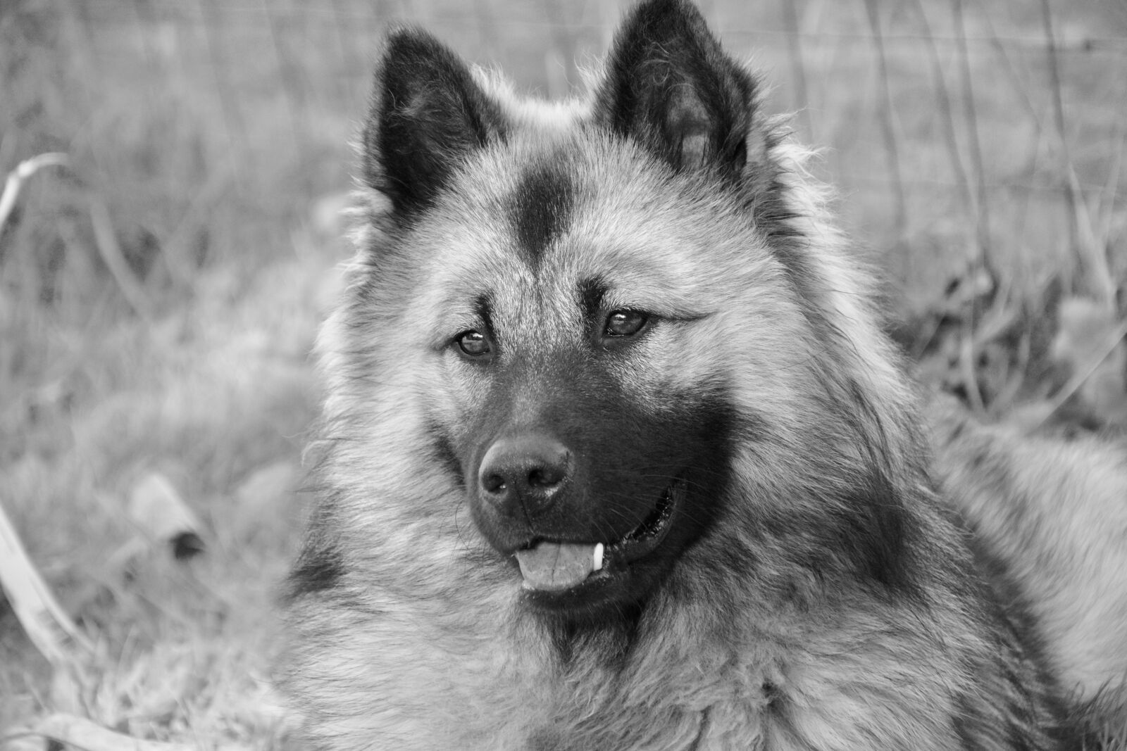 Nikon D5200 sample photo. Dog, animal, canine photography