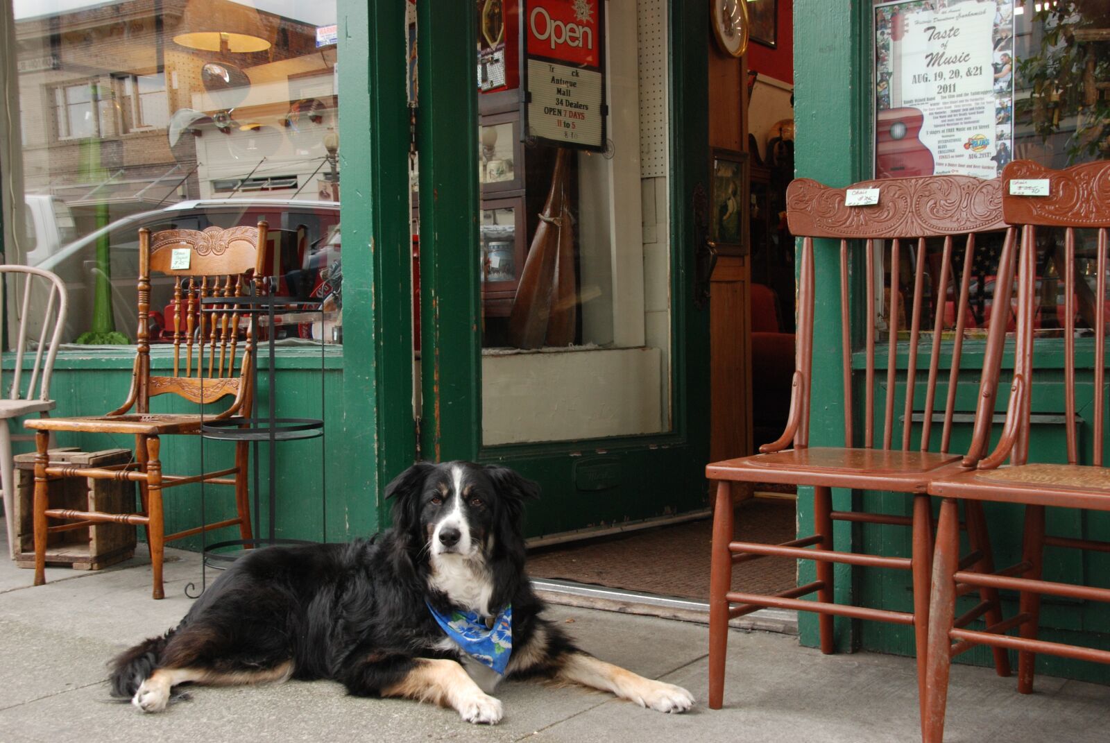Nikon D80 sample photo. Dog, pet, shop photography