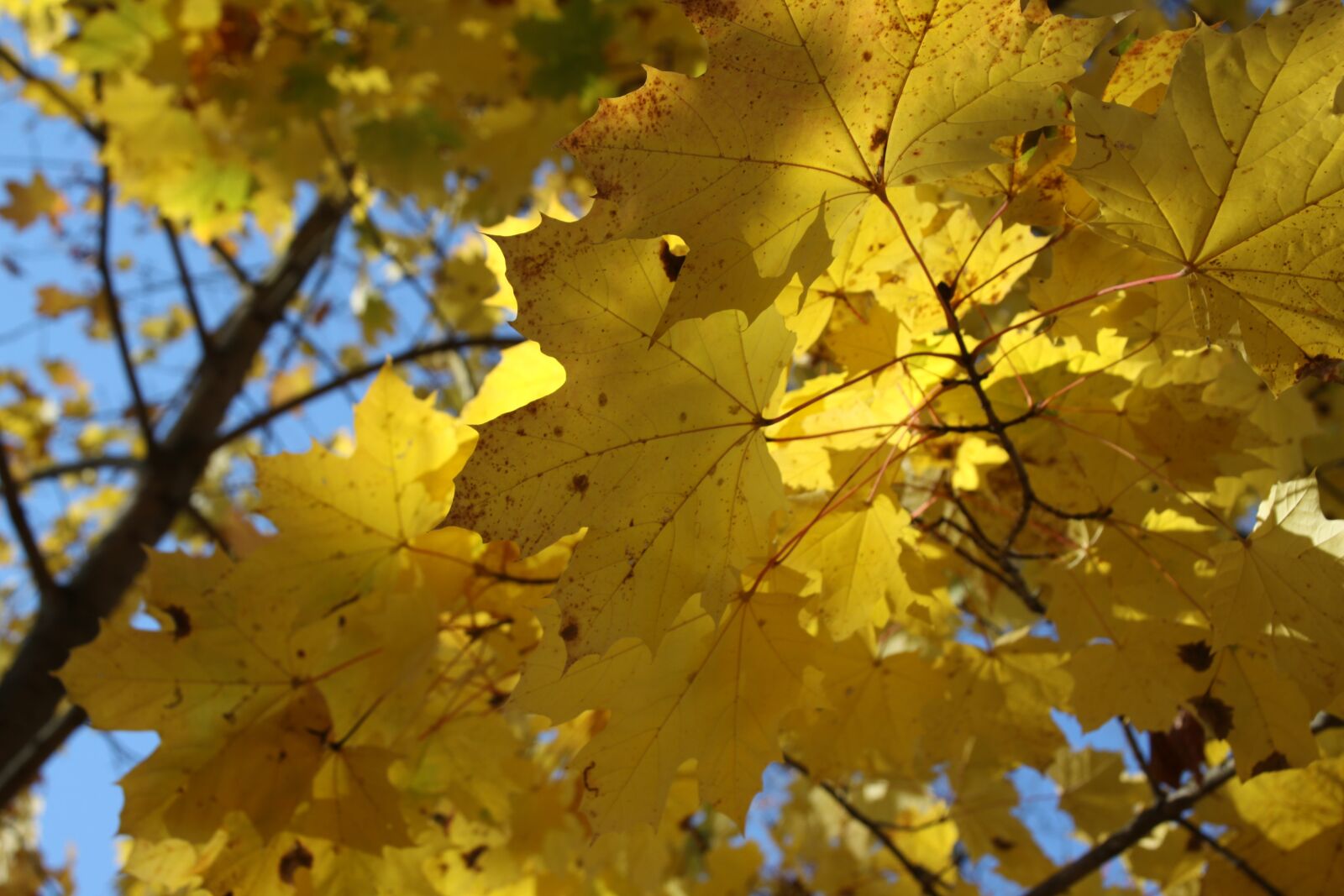 Canon EOS 50D sample photo. Maple, autumn, leaves photography