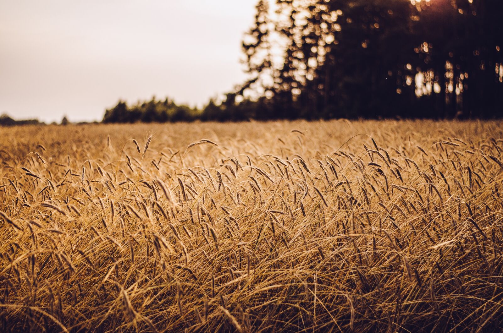 Nikon D7000 sample photo. Field, grain, grass photography