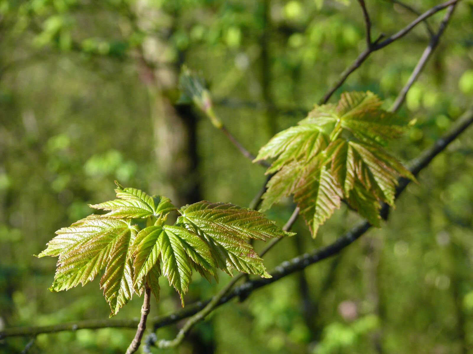 Panasonic DMC-FZ50 sample photo. Maple leaves, young leaves photography