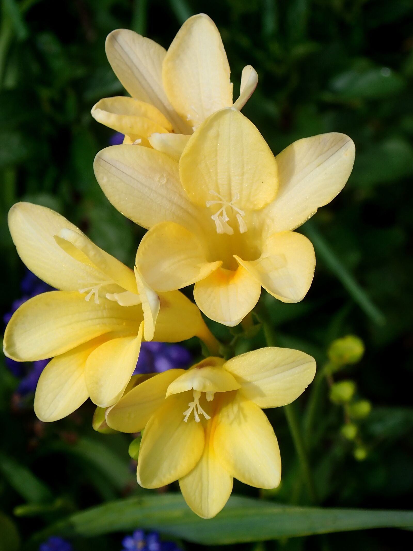 Olympus TG-5 sample photo. Flower, freesia, yellow flowers photography