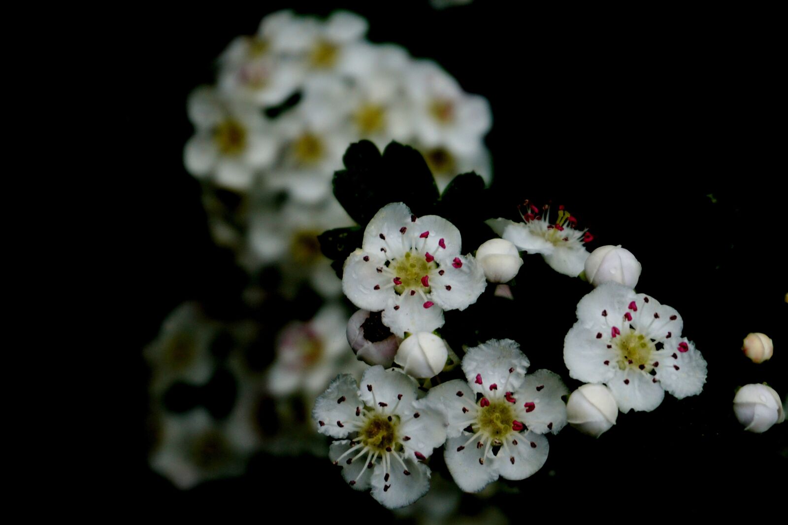 Sony a6000 sample photo. Flower, plant, nature photography