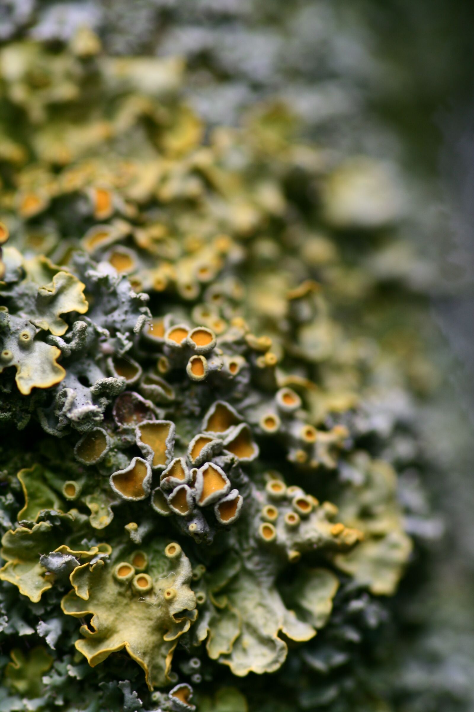 Canon EOS 350D (EOS Digital Rebel XT / EOS Kiss Digital N) sample photo. Lichen, tree braid, nature photography