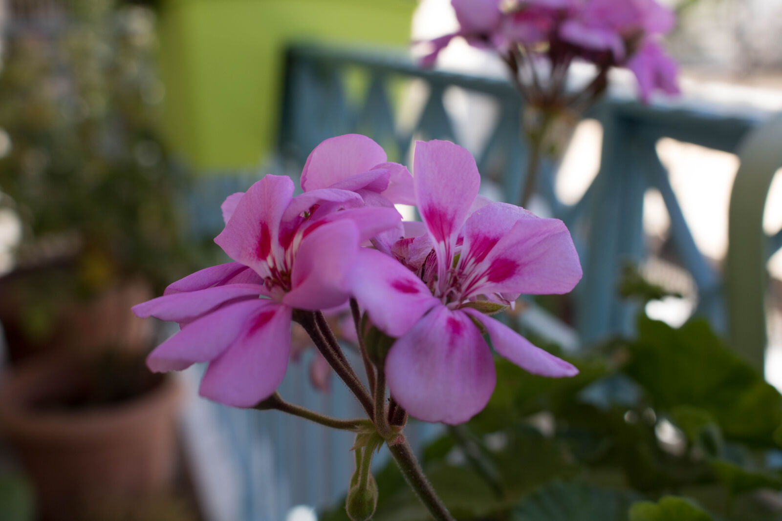 Canon EOS 750D (EOS Rebel T6i / EOS Kiss X8i) sample photo. Macro, flower photography