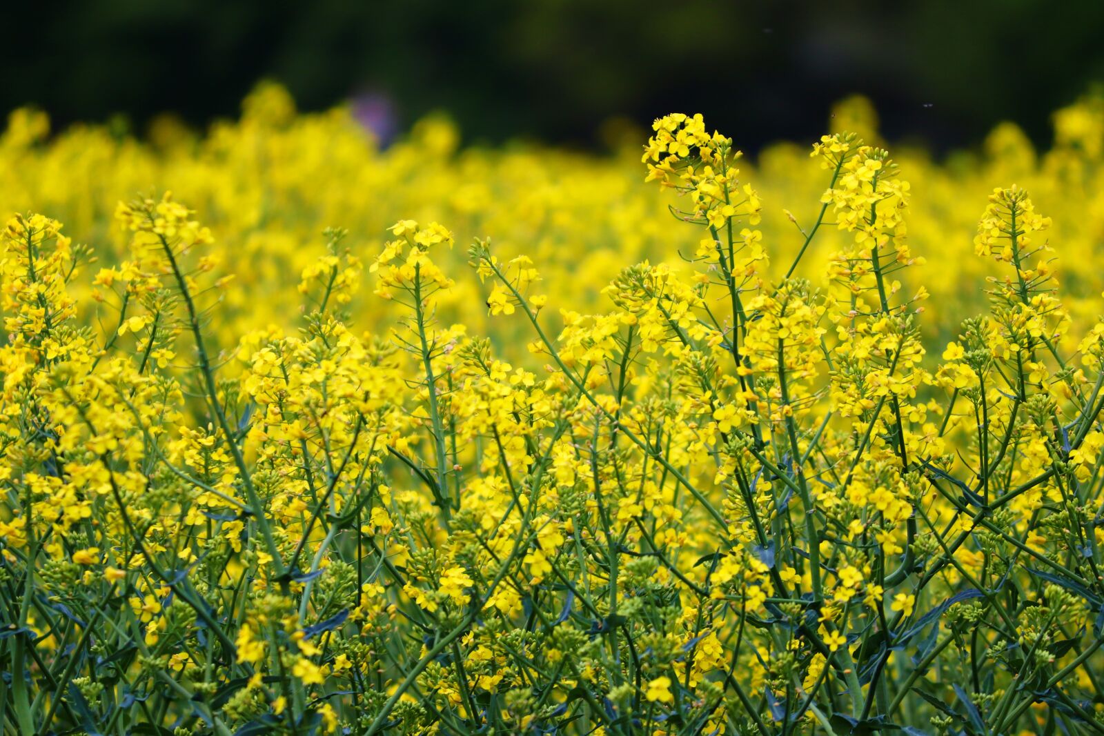 Canon EOS 200D (EOS Rebel SL2 / EOS Kiss X9) sample photo. Rape blossom, yellow, oilseed photography