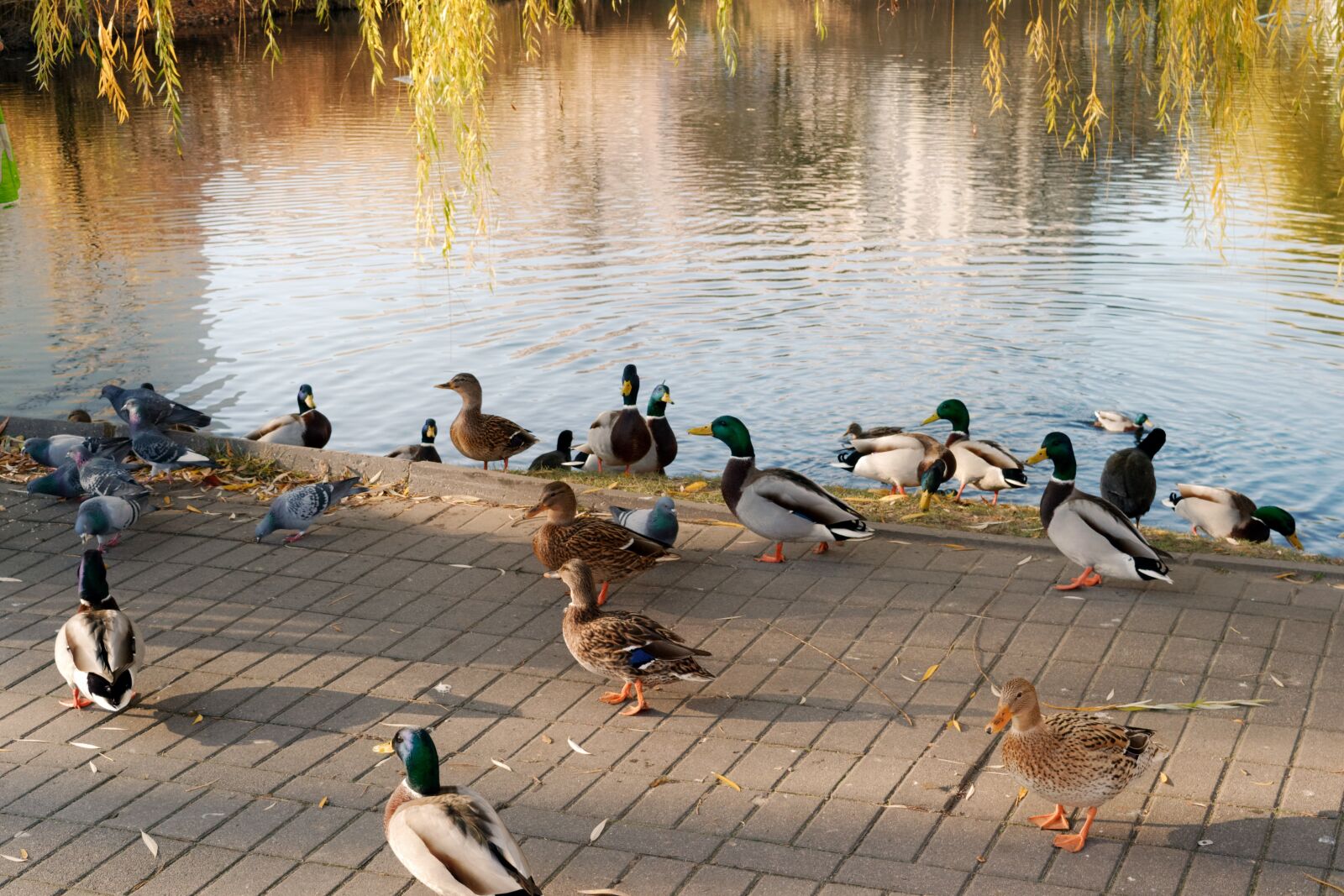 Nikon D3100 sample photo. Landscape, lake, plants photography