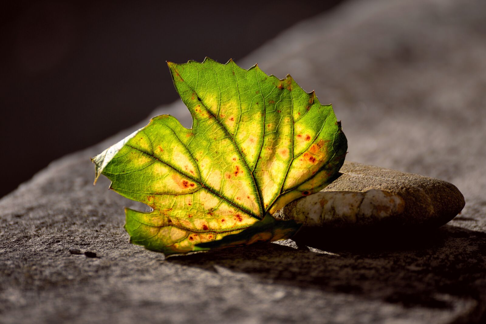 Nikon D610 sample photo. Leaf, autumn, autumn leaf photography