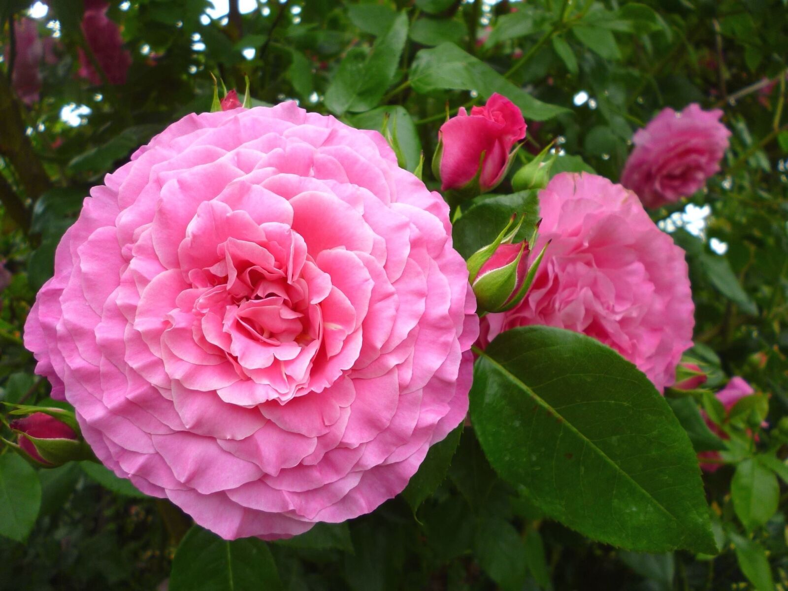 Panasonic Lumix DMC-S1 sample photo. Hydrangea, rose, flower, garden photography