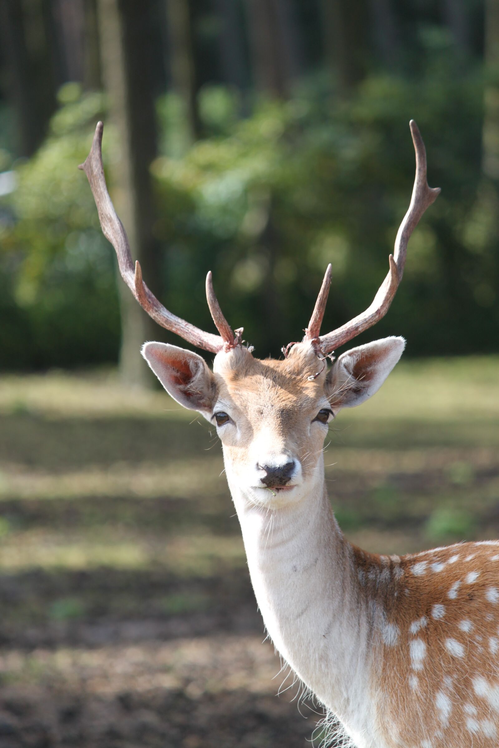 Canon EOS 500D (EOS Rebel T1i / EOS Kiss X3) sample photo. Wild, hirsch, antler photography