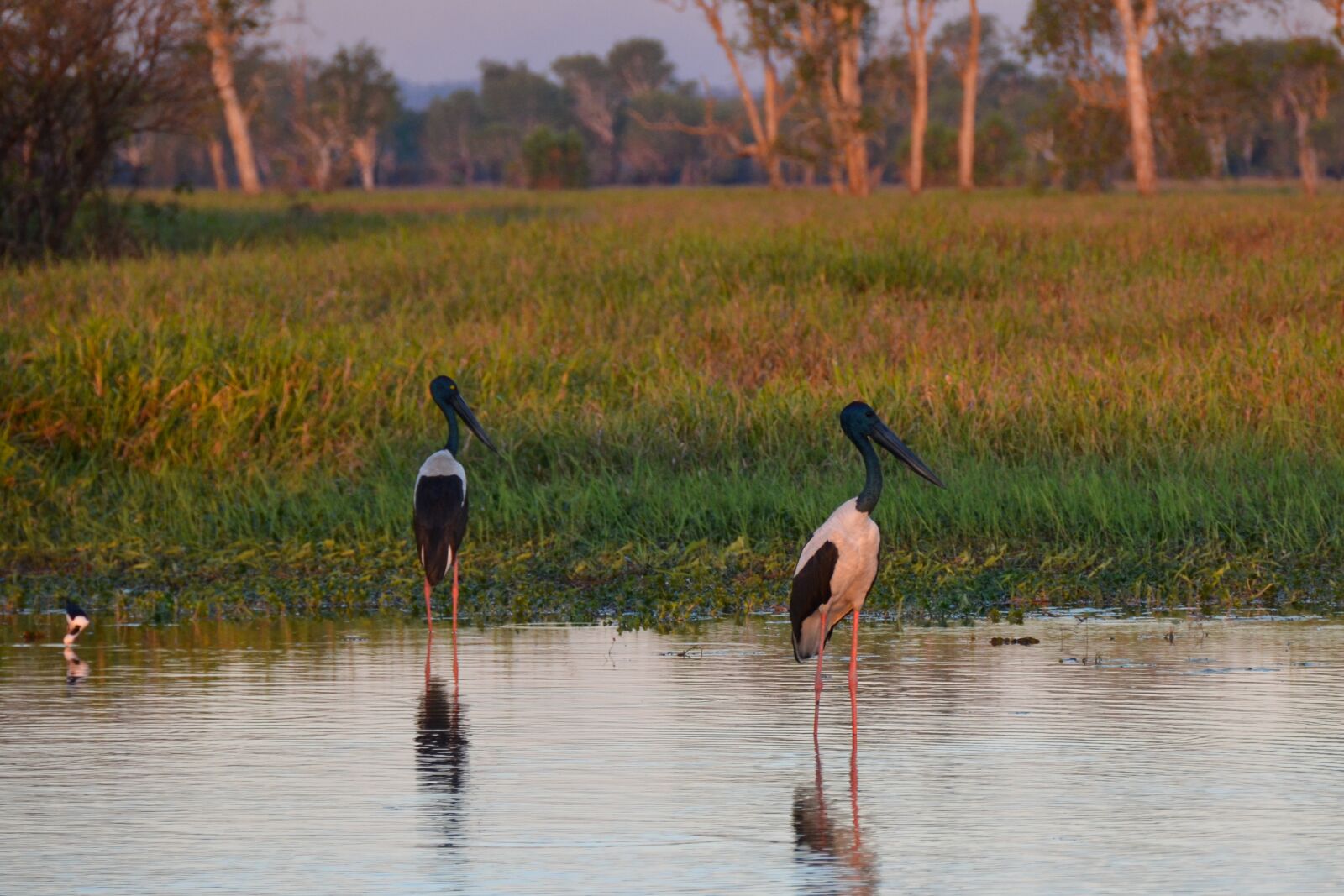 Nikon D5100 sample photo. Jabiru, black-necked stork, stork photography