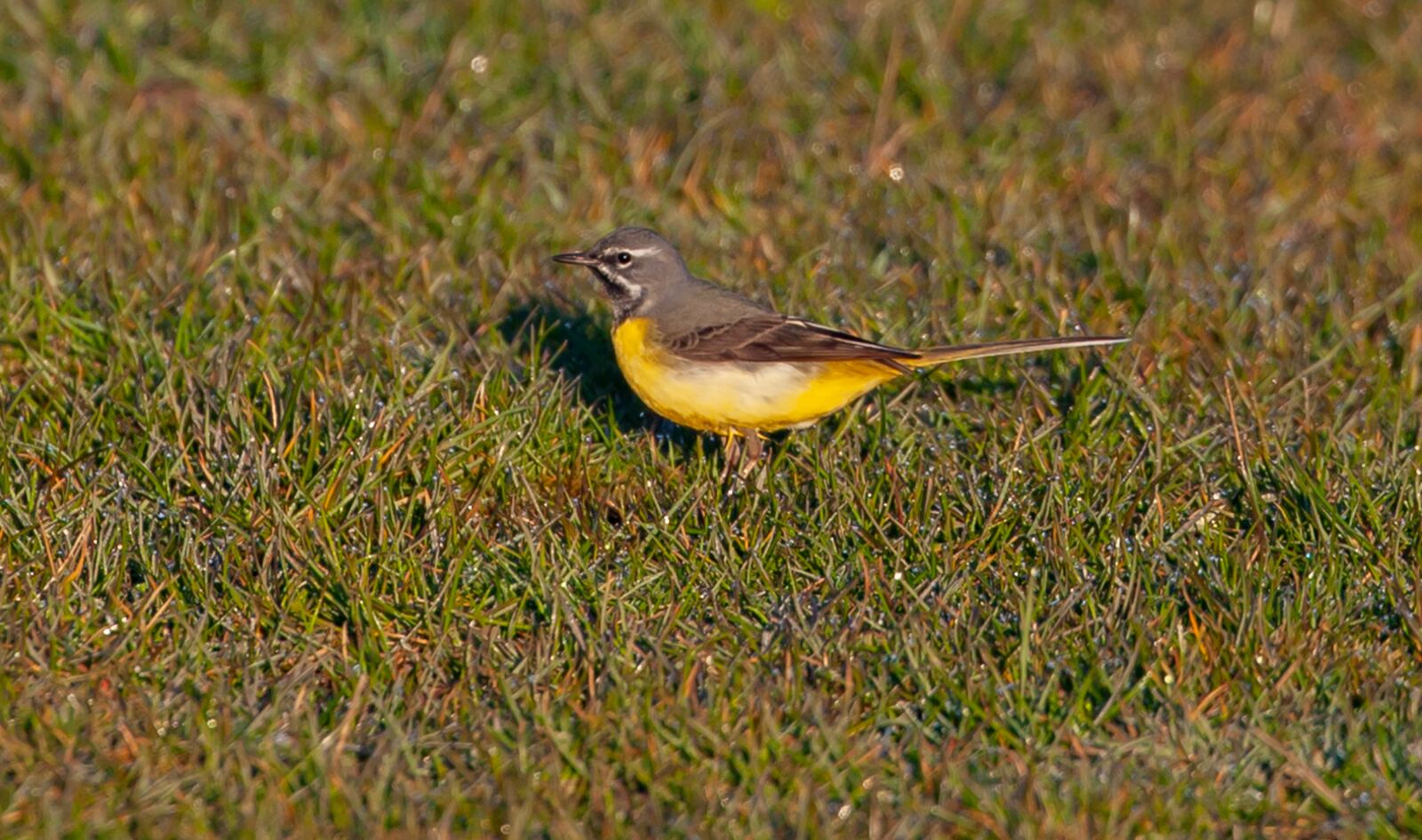 Canon EOS 5D Mark II sample photo. Grey wagtail, wagtail, song photography