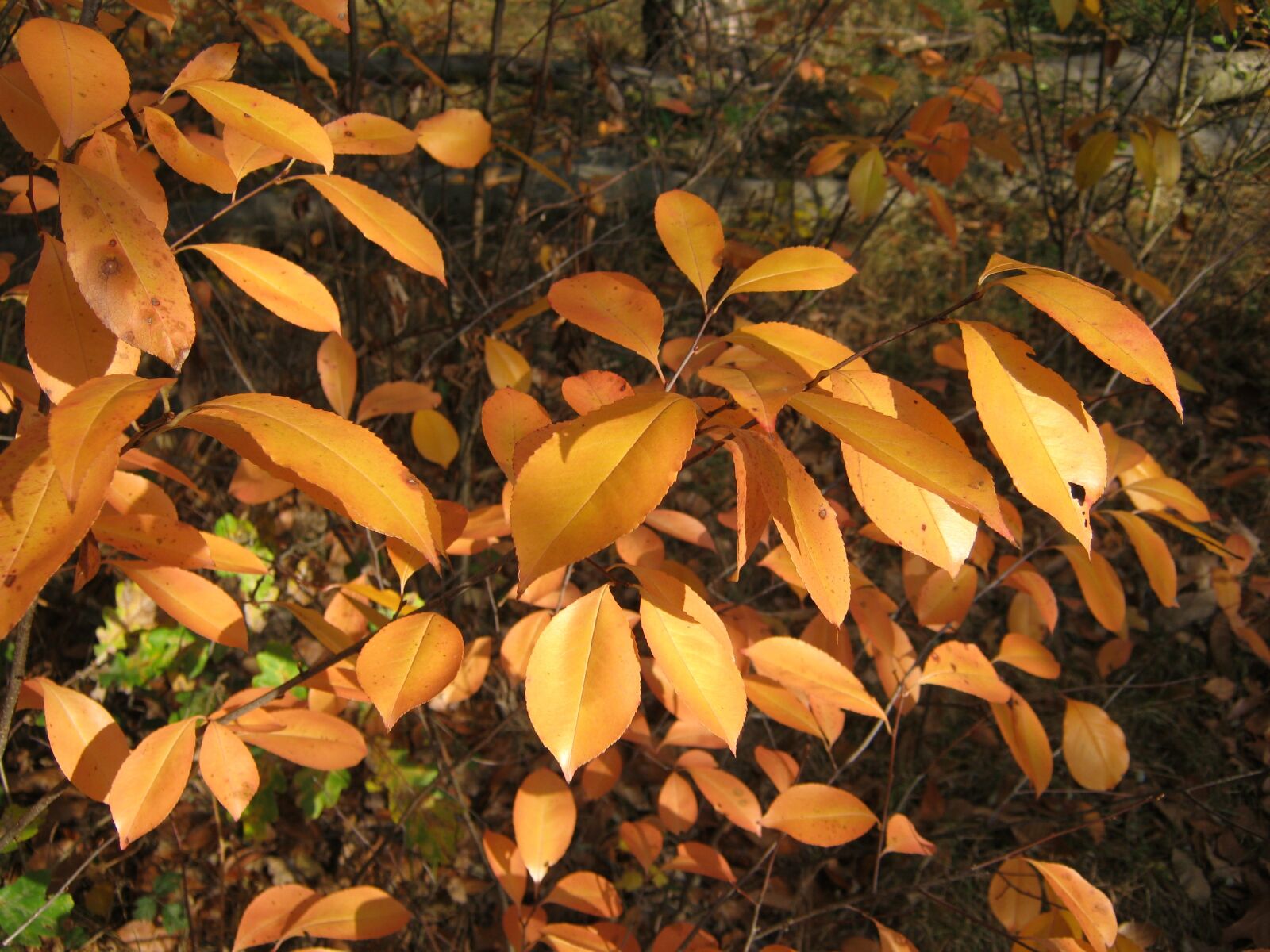 Canon PowerShot A495 sample photo. Autumn, leaves, shiny photography