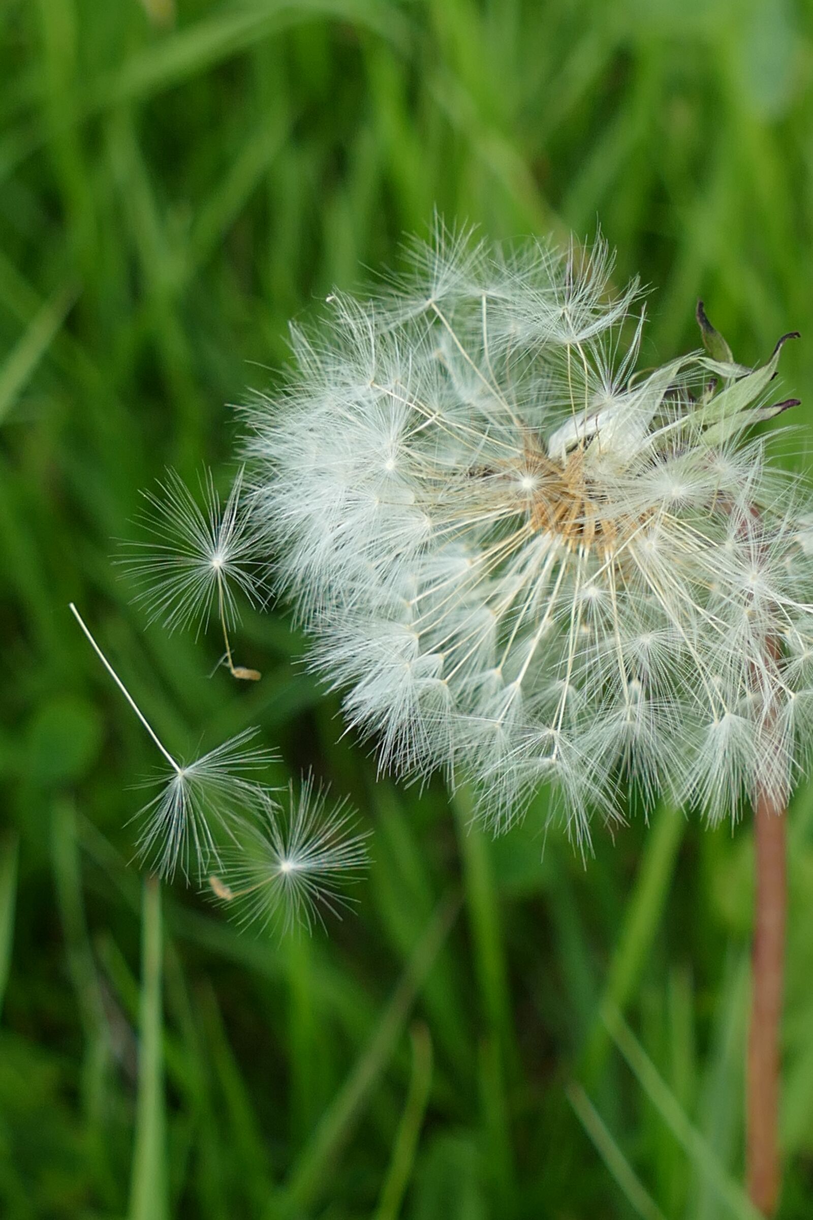 Panasonic Lumix DMC-FZ1000 sample photo. Dandelion, flora, lint photography