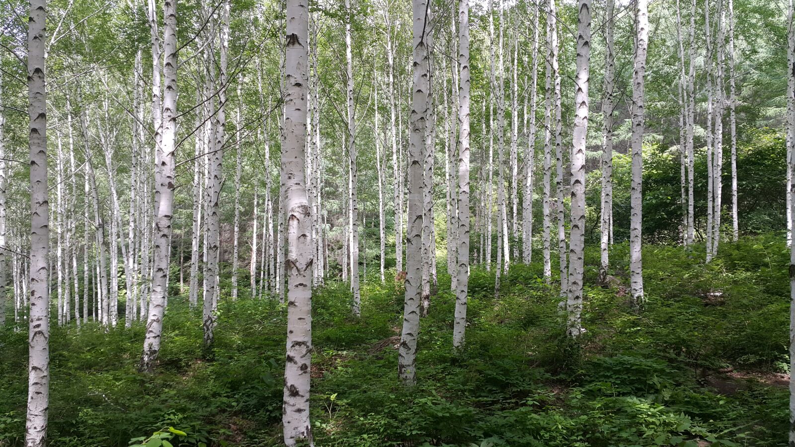 Samsung Galaxy Note4 sample photo. Birch, forest, spring photography