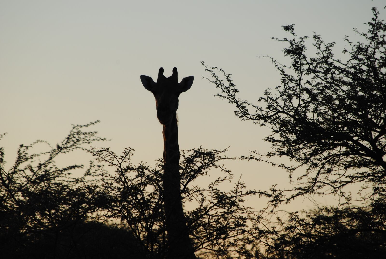 Nikon D3000 sample photo. Africa, namibia, giraffe photography