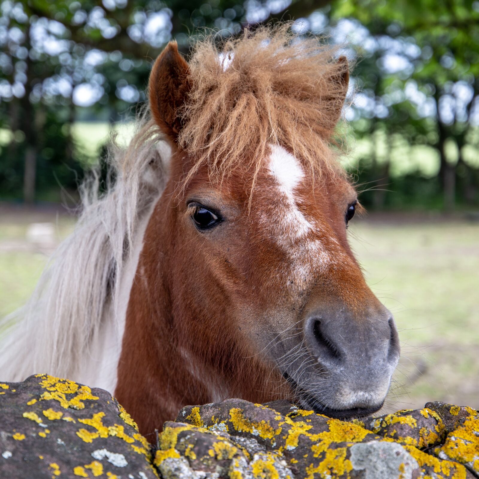 Canon EF 24-105mm F3.5-5.6 IS STM sample photo. Horse, pony, animal photography
