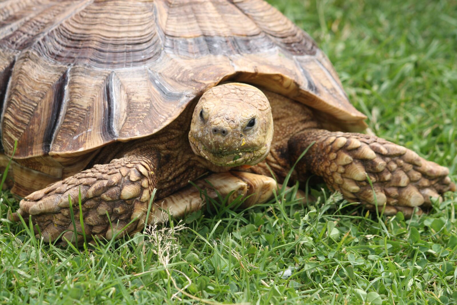 Canon EOS 450D (EOS Rebel XSi / EOS Kiss X2) sample photo. Turtle, nature, reptile photography