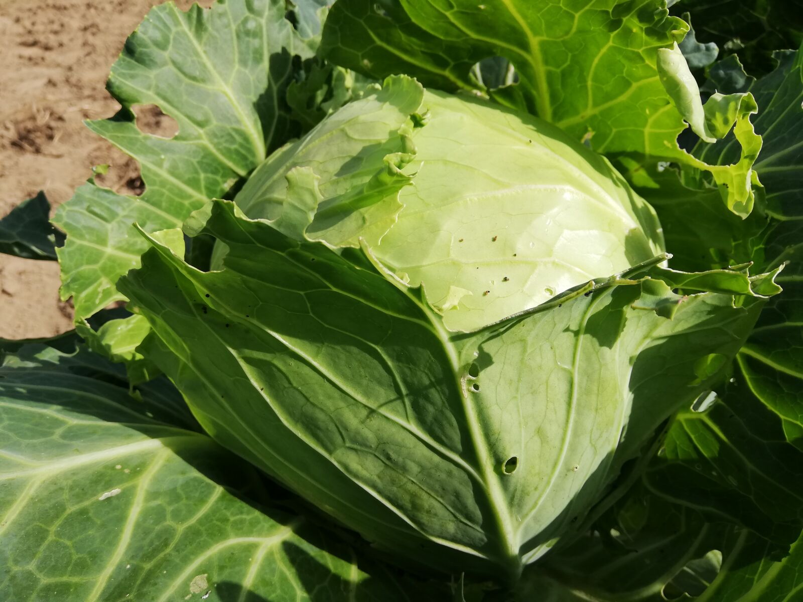 HUAWEI ANE-LX1 sample photo. Cabbage, greens, day photography