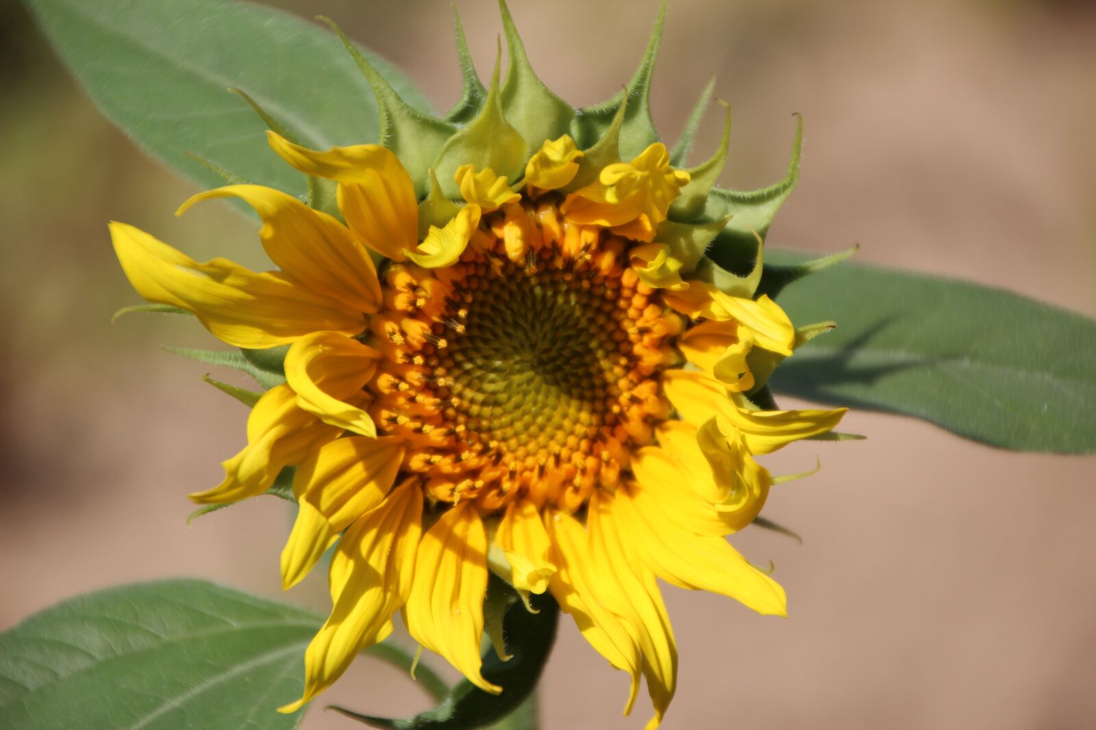 Canon EOS 600D (Rebel EOS T3i / EOS Kiss X5) sample photo. Sunflower, flower sun, flowers photography
